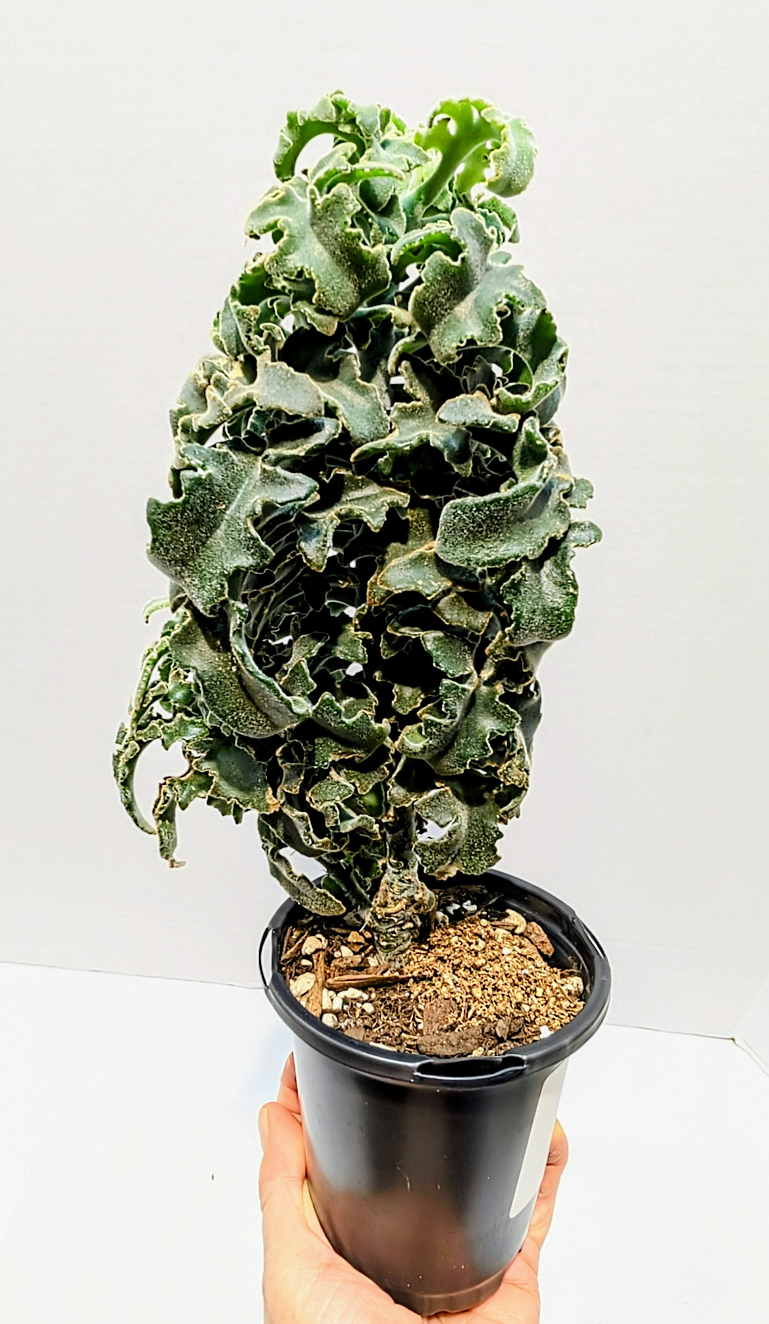 Kalanchoe beharensis is a dramatic specimen with gray, felted leaves that grow together unusually close. Deeply serrated leaves form a compact cluster.