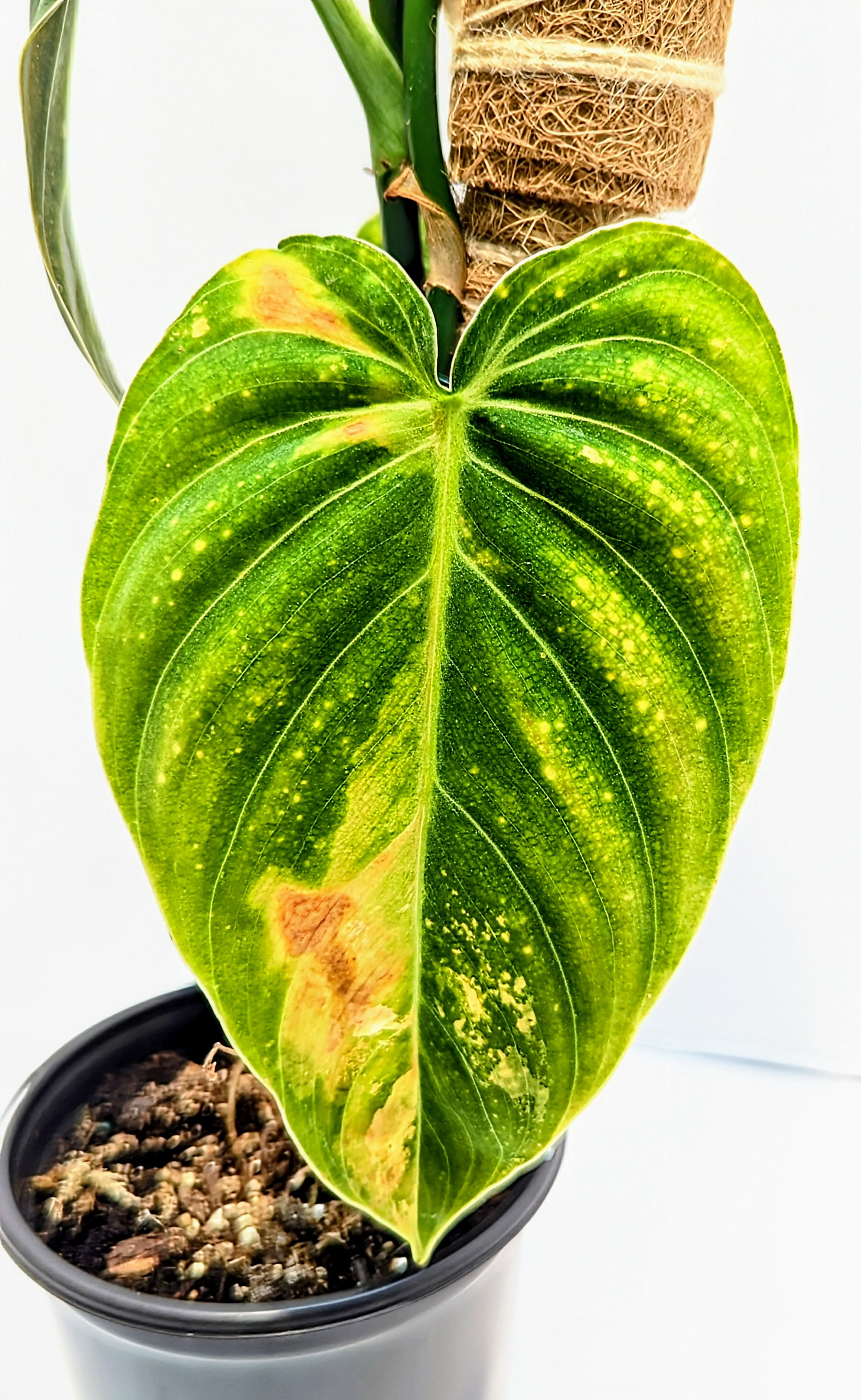 Philodendron melanochrysum Variegated is a stunning Philodendron that grows heart-shaped, cascading leaves unfurl with splashes, and streaks of orange, yellow, or light green.