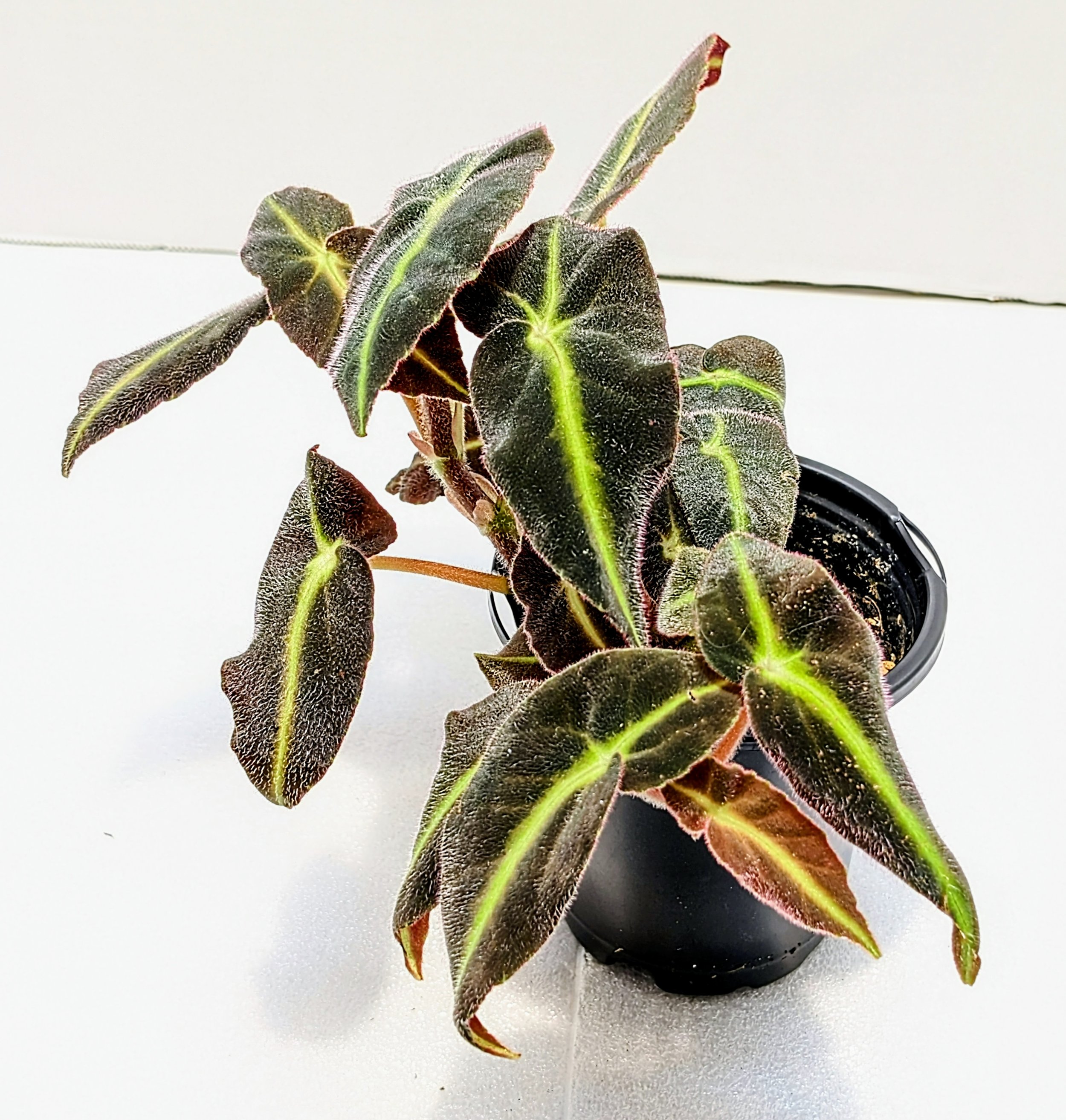 Begonia llistada has velvety leaves with a neon green stripe down the middle! The Striped Begonia is native to Brazil.