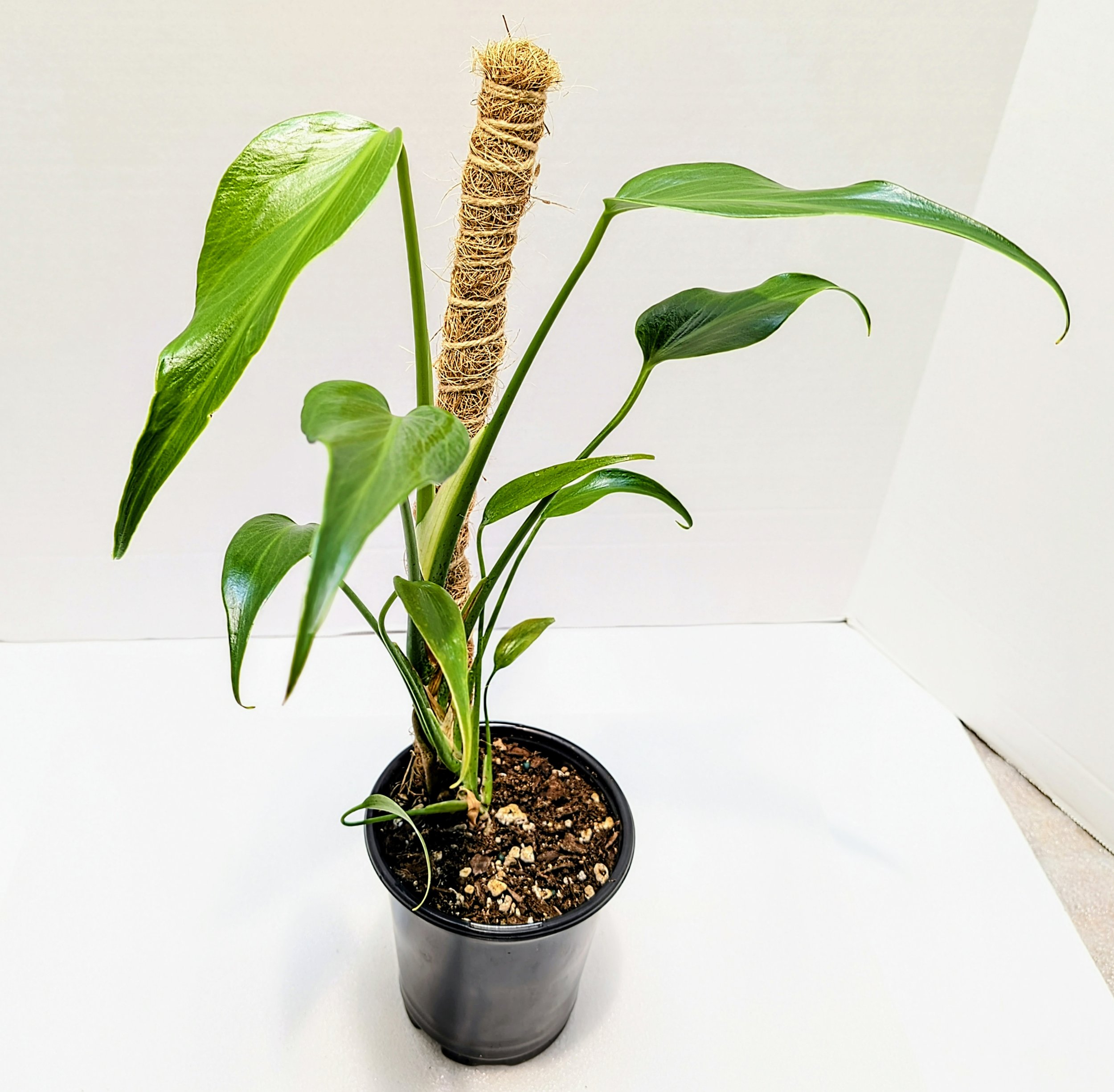 The Monstera 'Burle Marx Flame' is native to Central and South America. The juvenile leaves resemble a flaming torch. This species loves to climb!