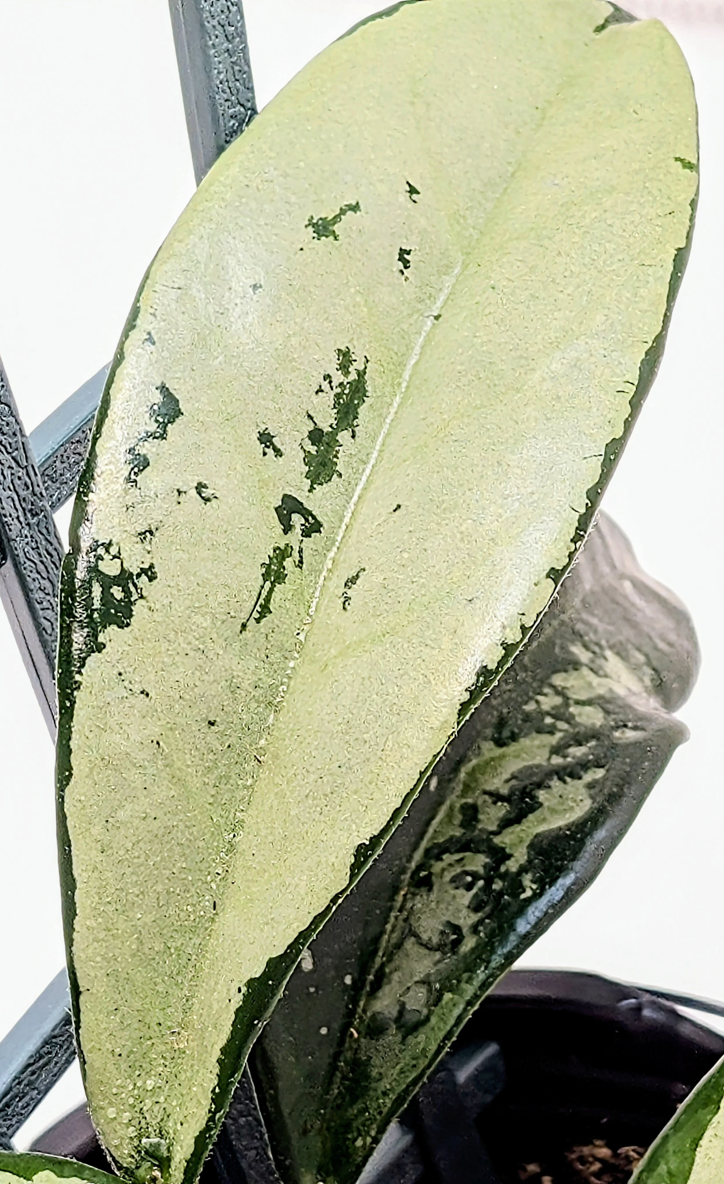 Hoya carnosa 'AH047', a stunning variegated cultivar admired for its creamy margins, vibrant green centers, and pink new growth under bright light.