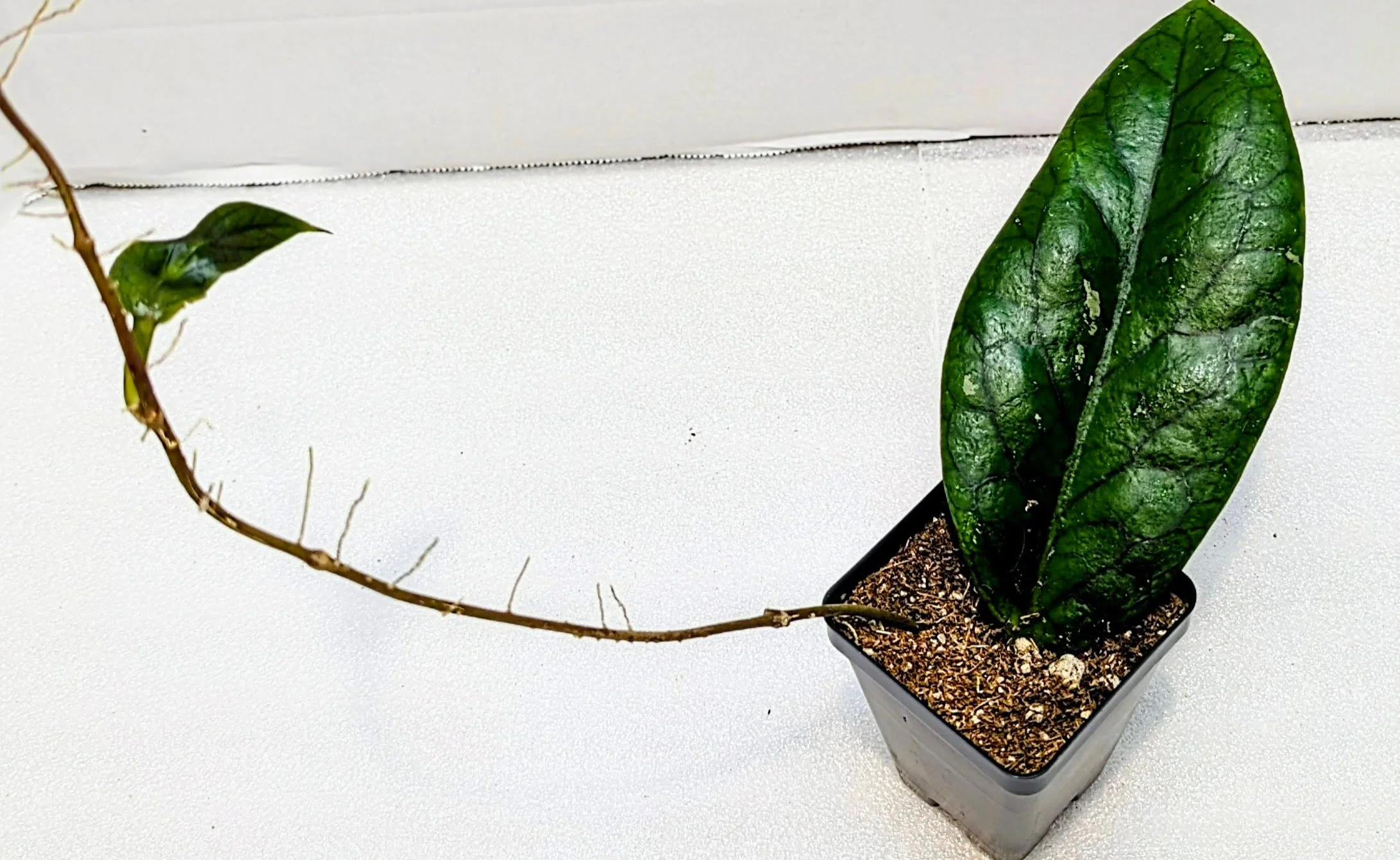 Hoya vitellinoides, a stunning species known for its velvety foliage, vibrant veining, and vigorous climbing habit.