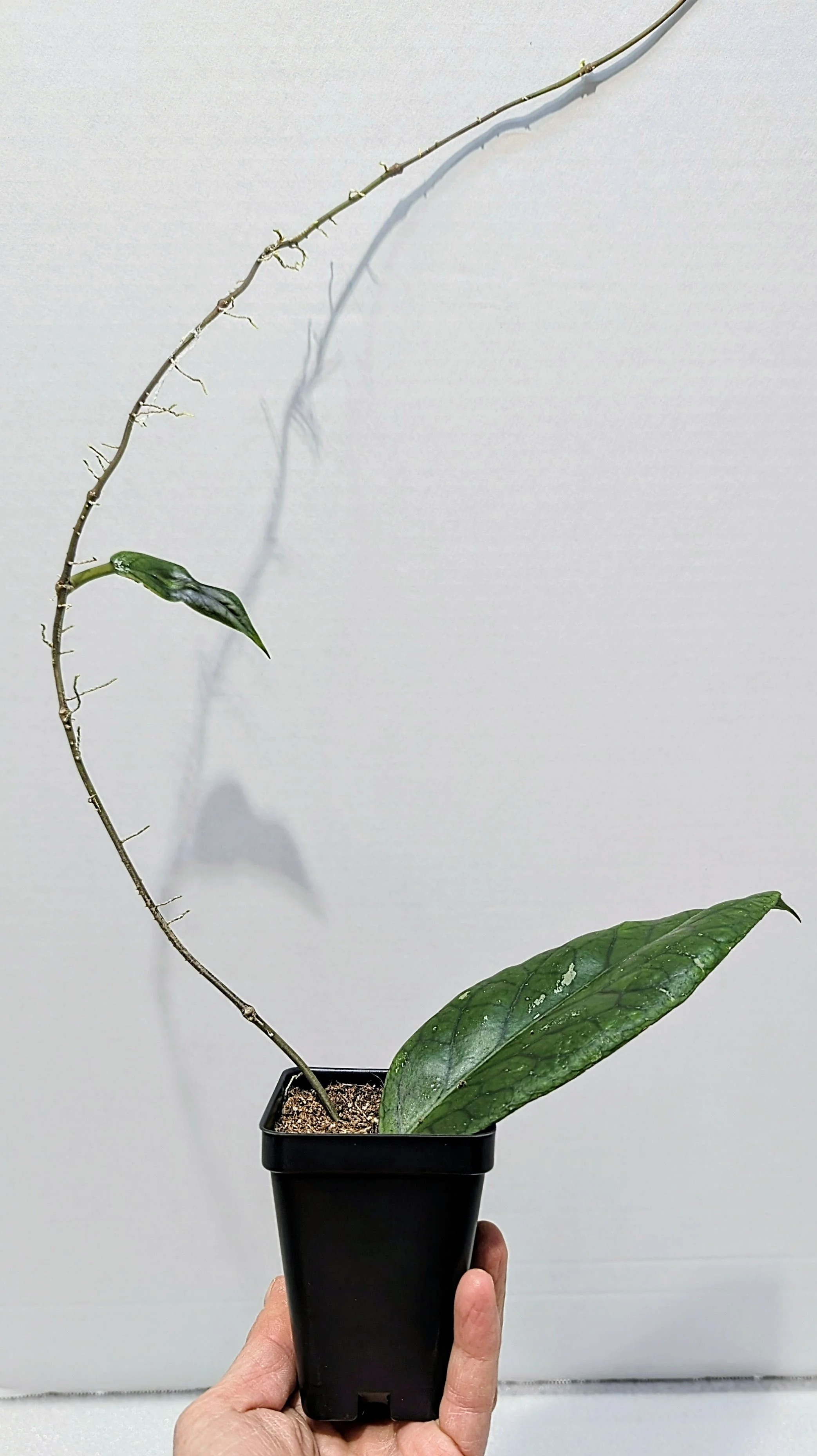 Hoya vitellinoides, a stunning species known for its velvety foliage, vibrant veining, and vigorous climbing habit.