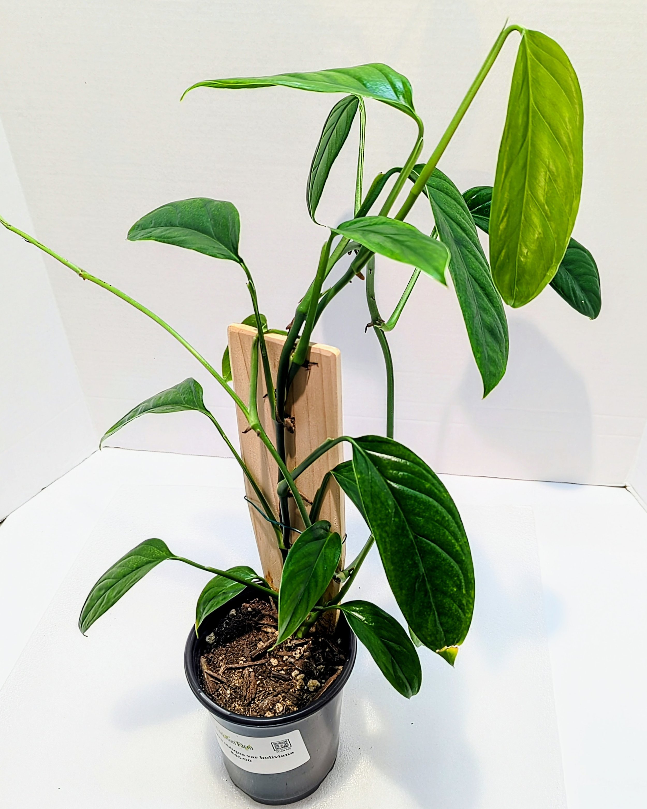 Monstera obliqua var boliviana is a less common Monstera, and is one of the easiest to grow! Upon maturity, the leaves will produce some fenestrations if allowed to climb.
