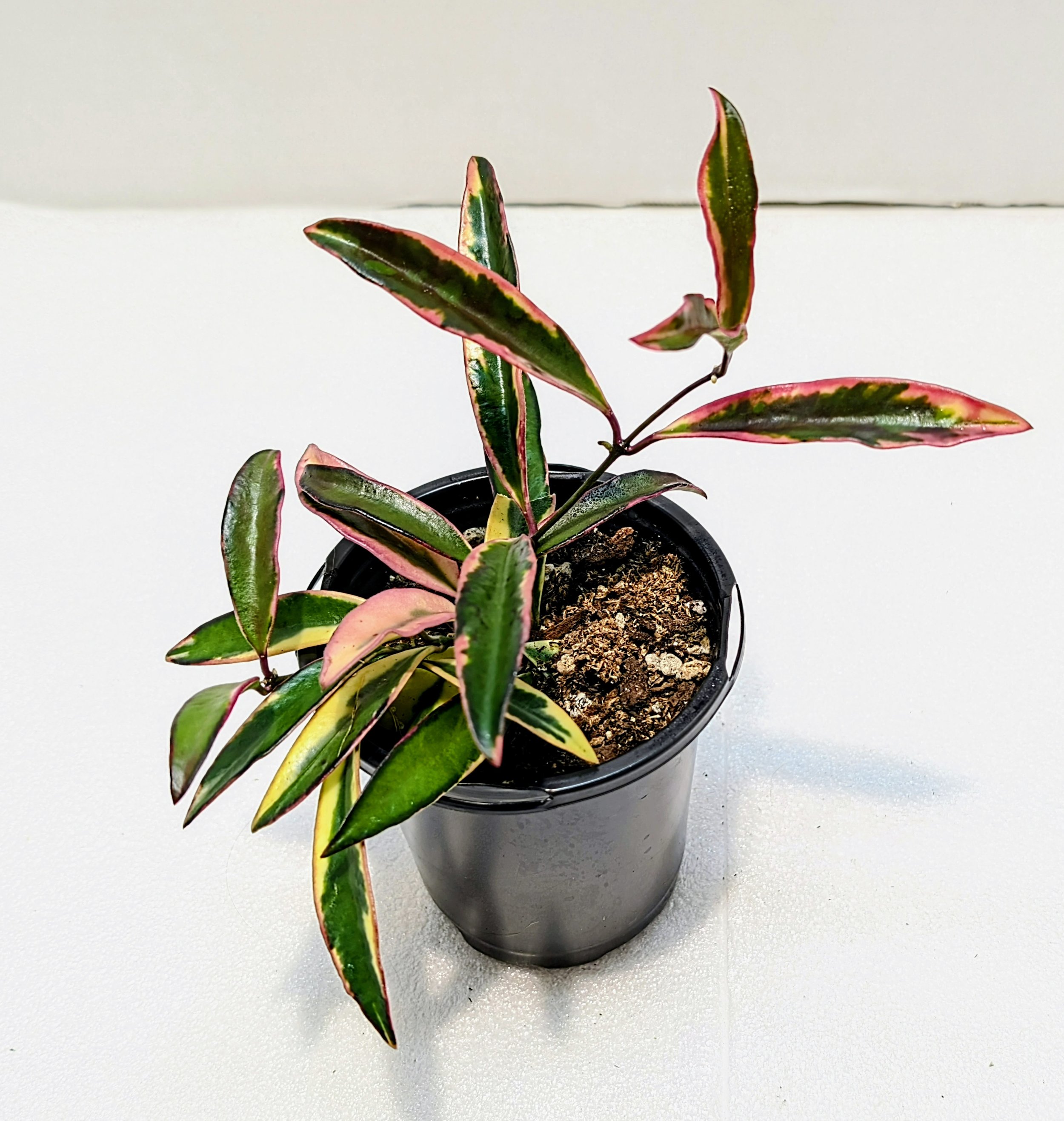 Hoya kentiana 'Lori Lyn', a rare and stunning variegated variety prized for its long, slender leaves edged in creamy-white, pink, and blush tones