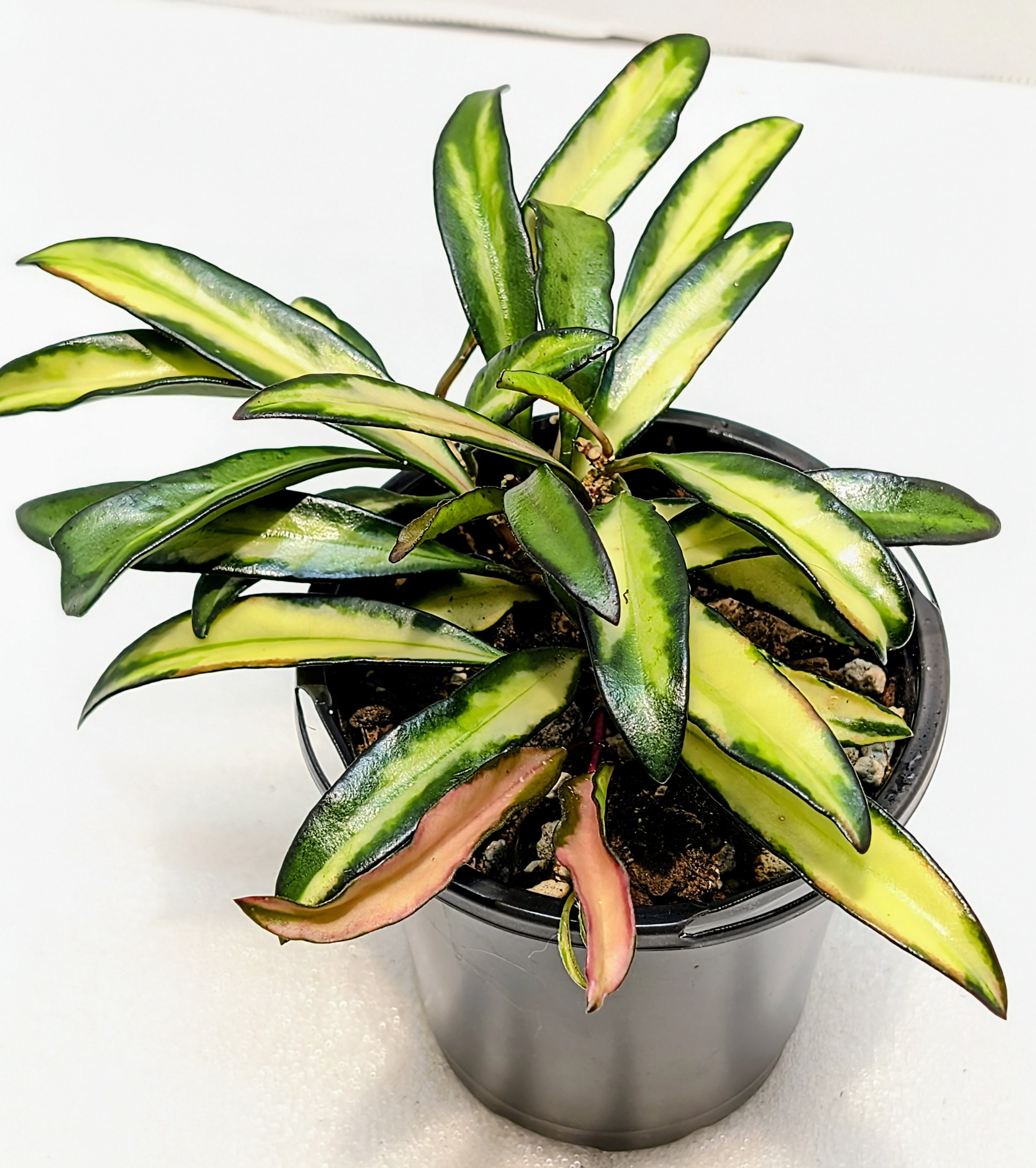 Hoya wayetii variegated has wonderful variegation that grabs attention in a hanging basket or a pot, the colors are so bright and ever-changing as the leaf matures.