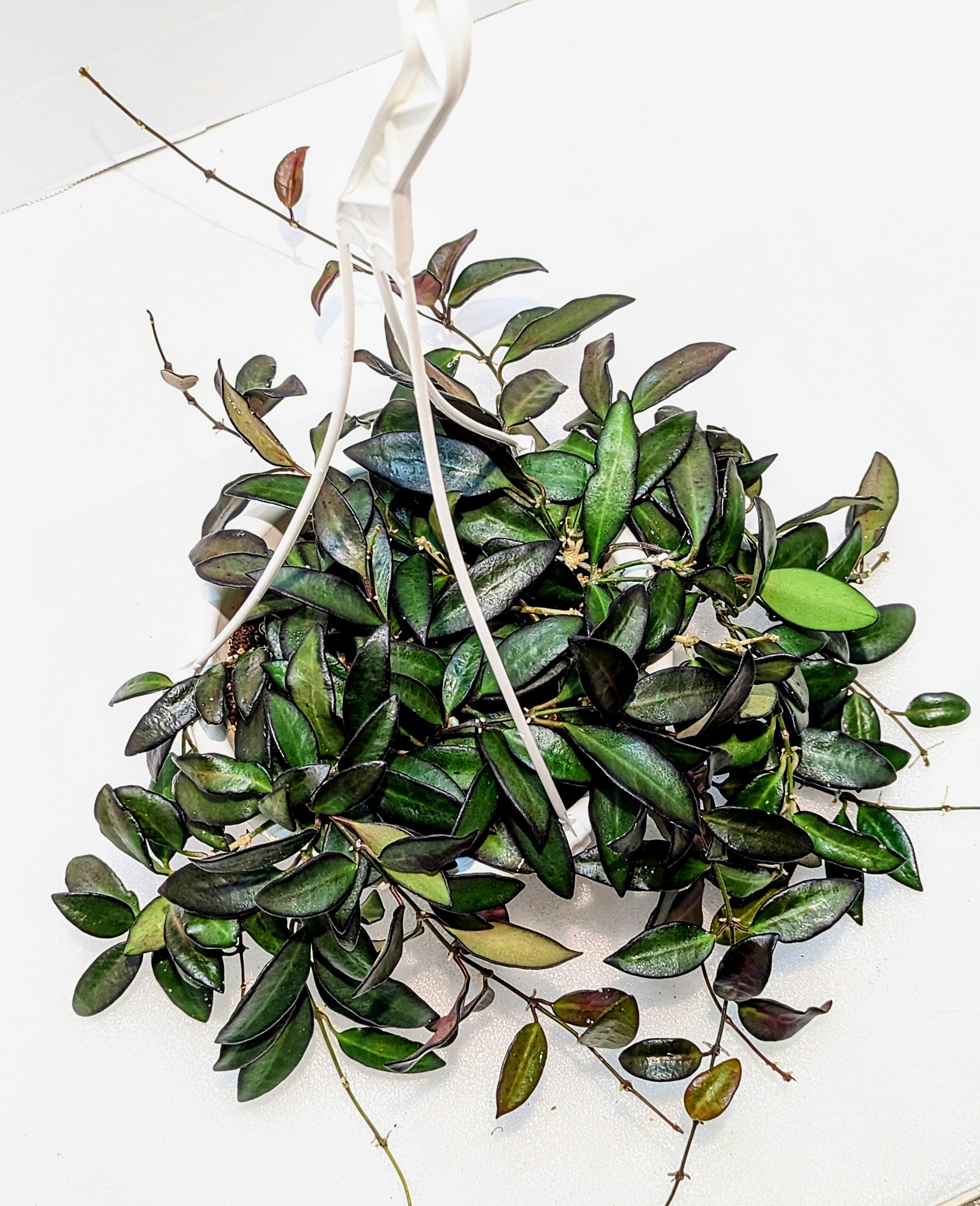 Hoya Rosita- Wax Plant has plump, succulent leaves with a dark, contrasting border. Produces red flower clusters with red tips.