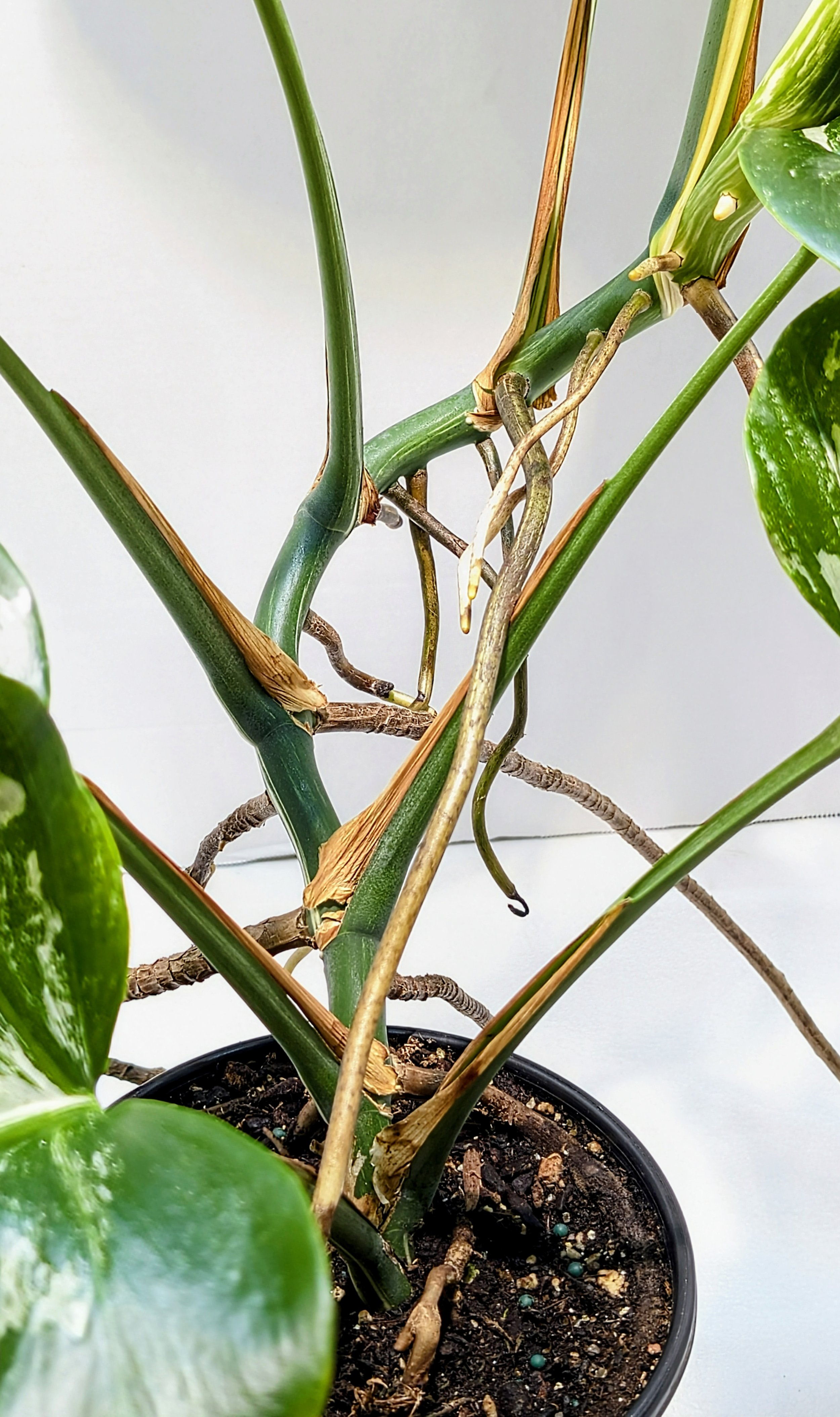 This Monstera deliciosa Albo-Variegata Large Form comes from an extraordinary 20-plus-year-old plant. It will ramble and reach its woody roots in search of an anchor. It's a giant plant!