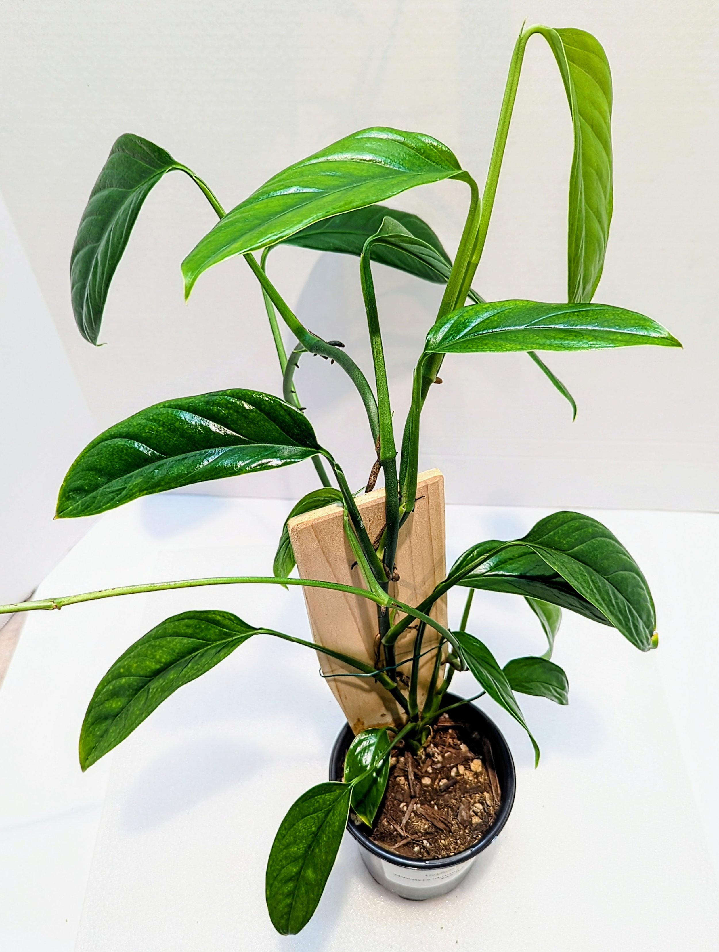 Monstera obliqua var boliviana is a less common Monstera, and is one of the easiest to grow! Upon maturity, the leaves will produce some fenestrations if allowed to climb.