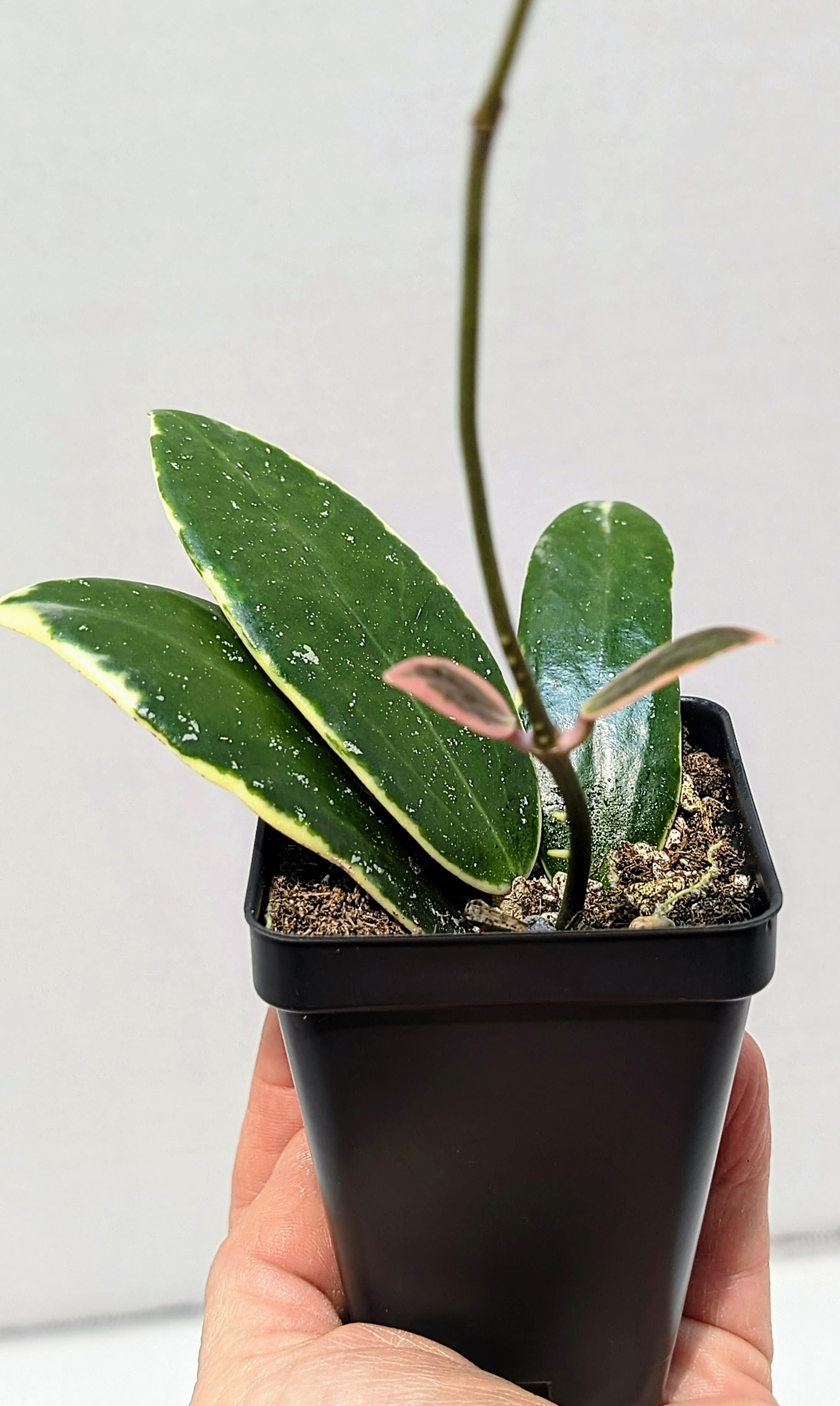 Plants — Girl Run Farm
