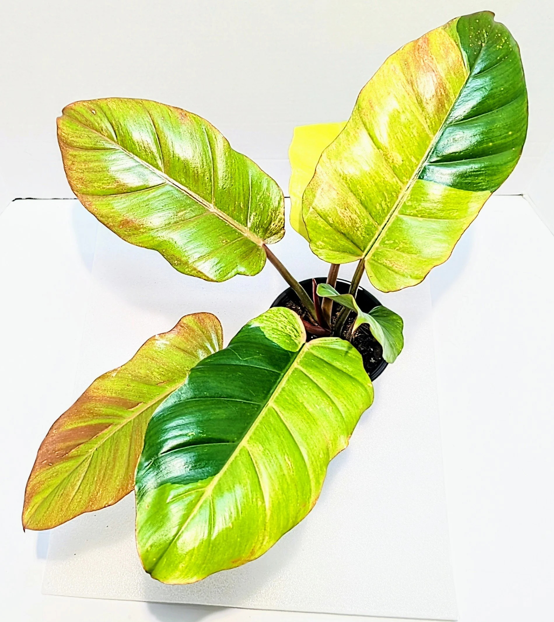 Philodendron Jungle Fever Variegatum is rumored to be a hybrid of P. pinnatifidum and P. gigantum. Large, sectoral blocks of variegation appear on the leaves in greens, yellows, chartreuse