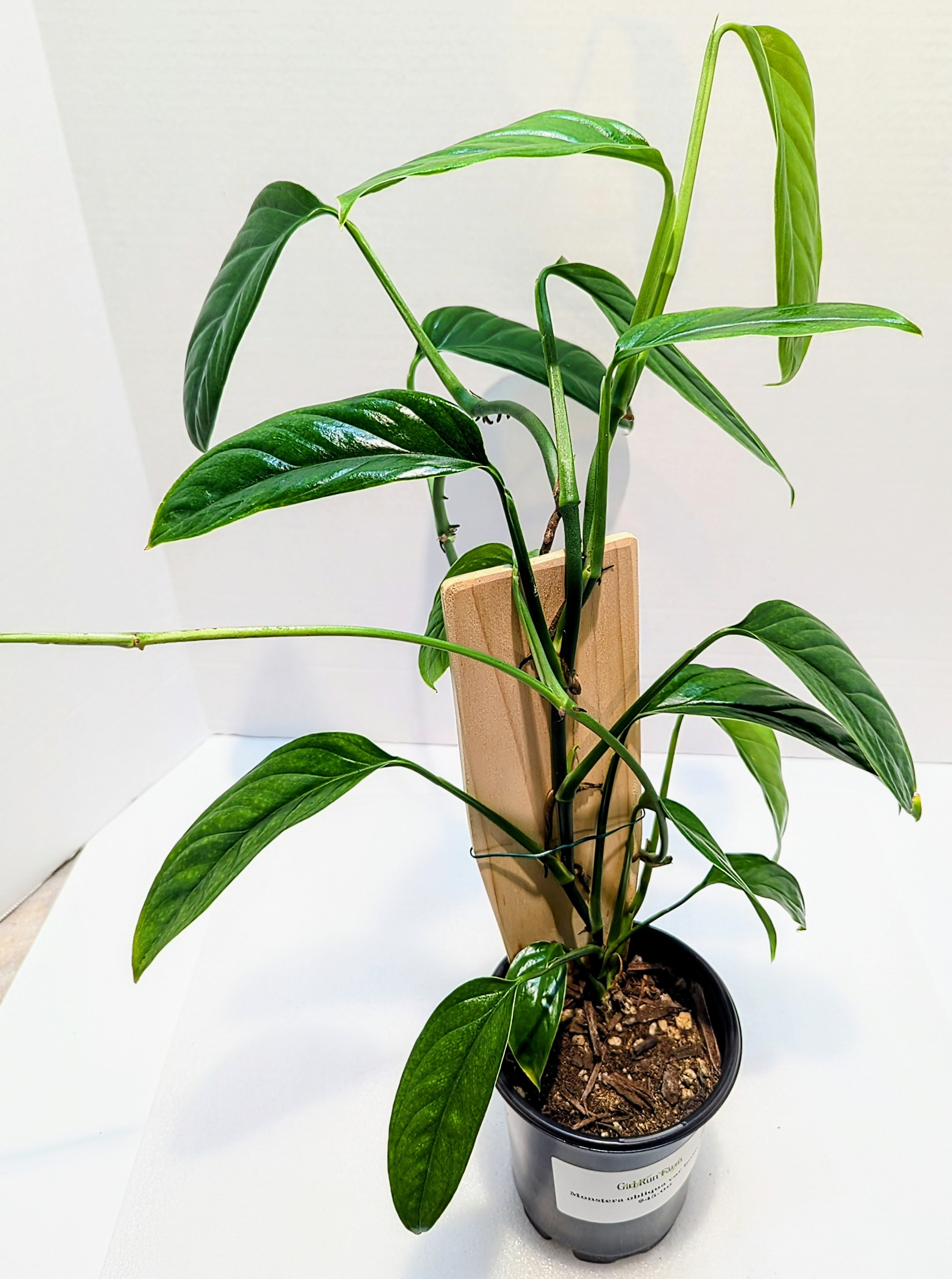 Monstera obliqua var boliviana is a less common Monstera, and is one of the easiest to grow! Upon maturity, the leaves will produce some fenestrations if allowed to climb.