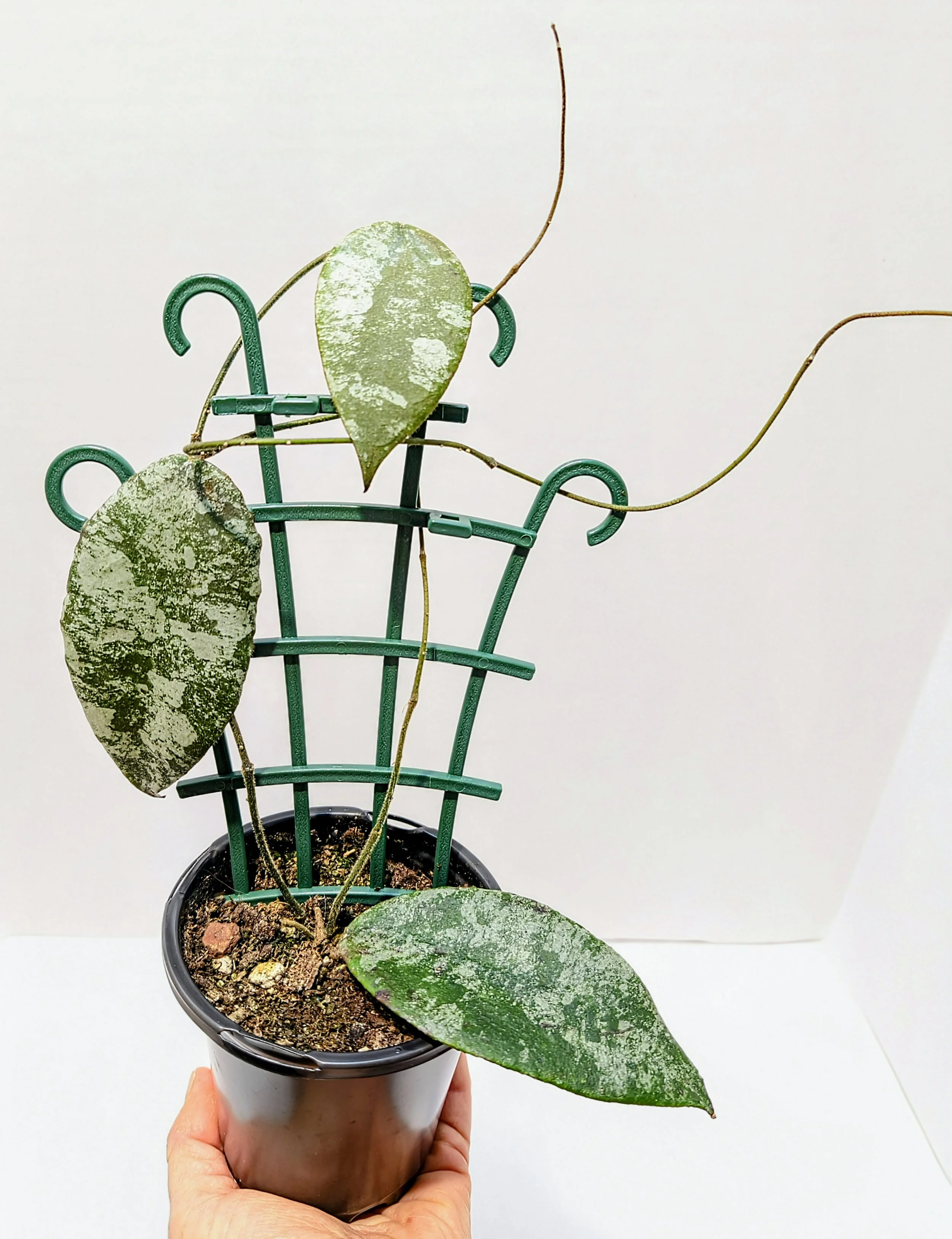 Hoya caudata Gold Rare 4