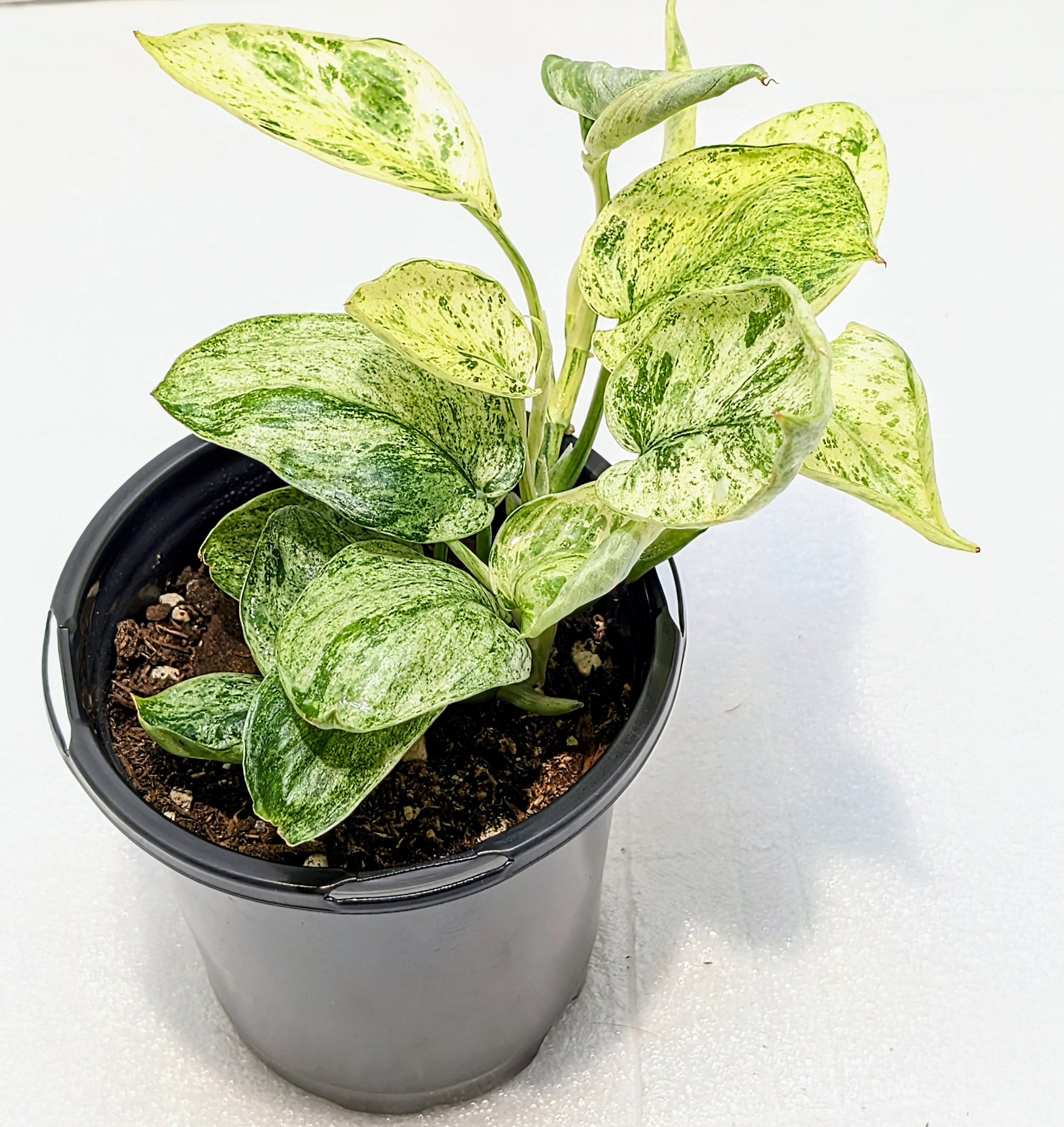 This rare Scindapsus ‘Jade Satin’ Variegated features thick leaves with striking, stable cream and yellow variegation.