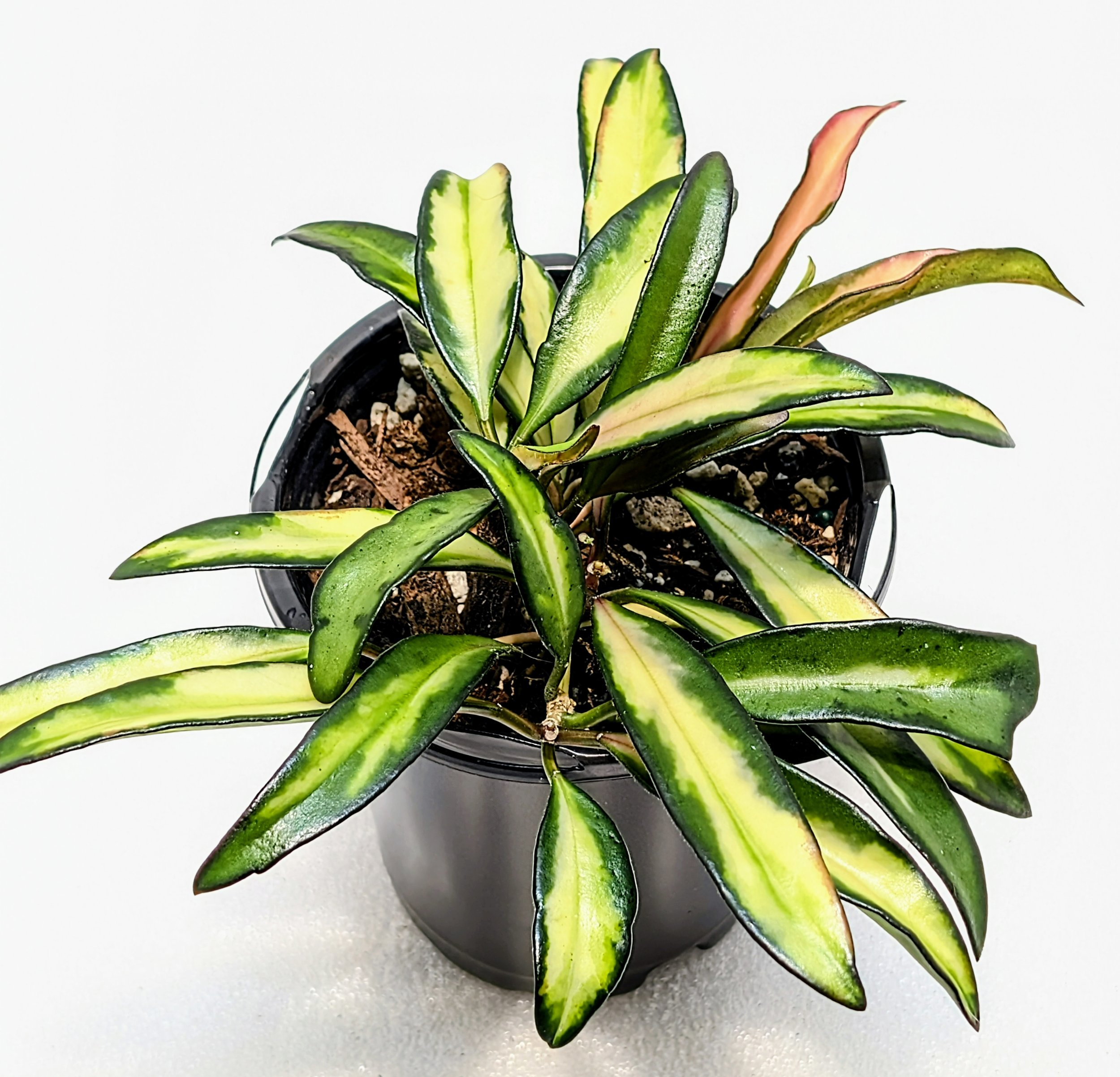 Hoya wayetii variegated has wonderful variegation that grabs attention in a hanging basket or a pot, the colors are so bright and ever-changing as the leaf matures.