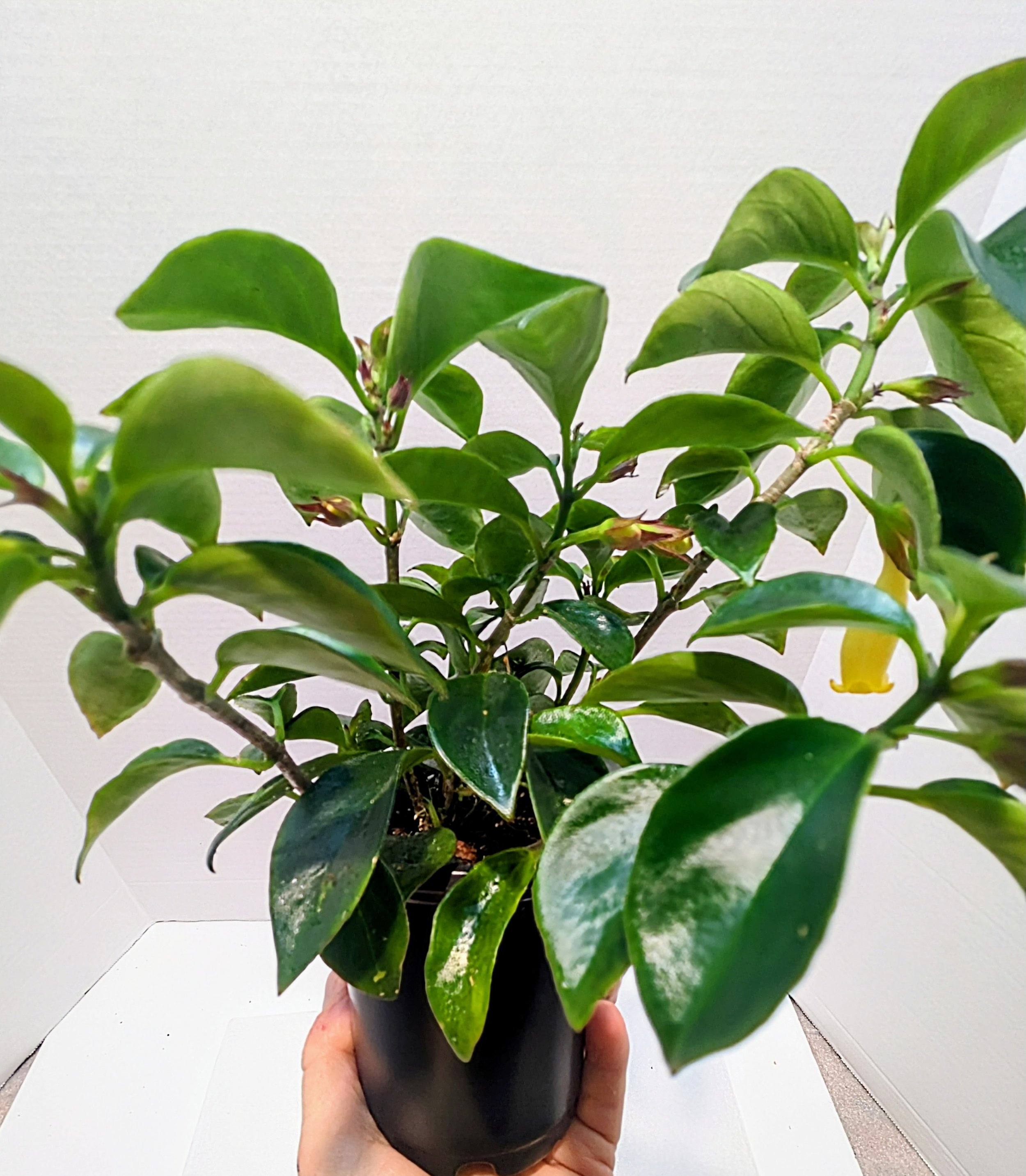 Nematanthus Lemon Lime is a perfect plant to add sunny, yellow blooms to any room. Vines can extend three feet and the tiny goldfish flowers are prolific.