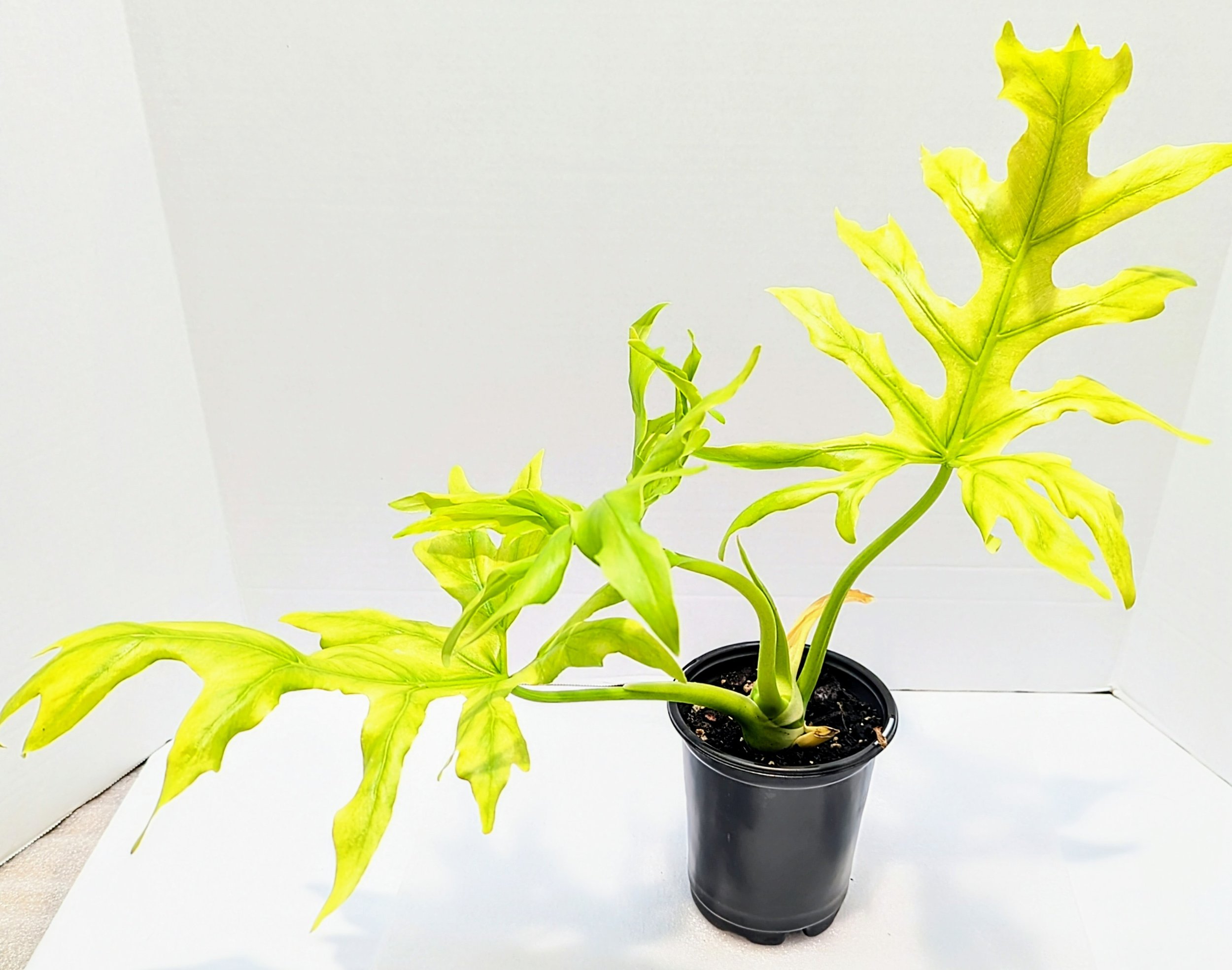 Philodendron warszewiczii 'Aurea Flavum' is an impressive climber. Native to Central America, this plant has neon yellow/green leaves that form beautiful star-shapes.
