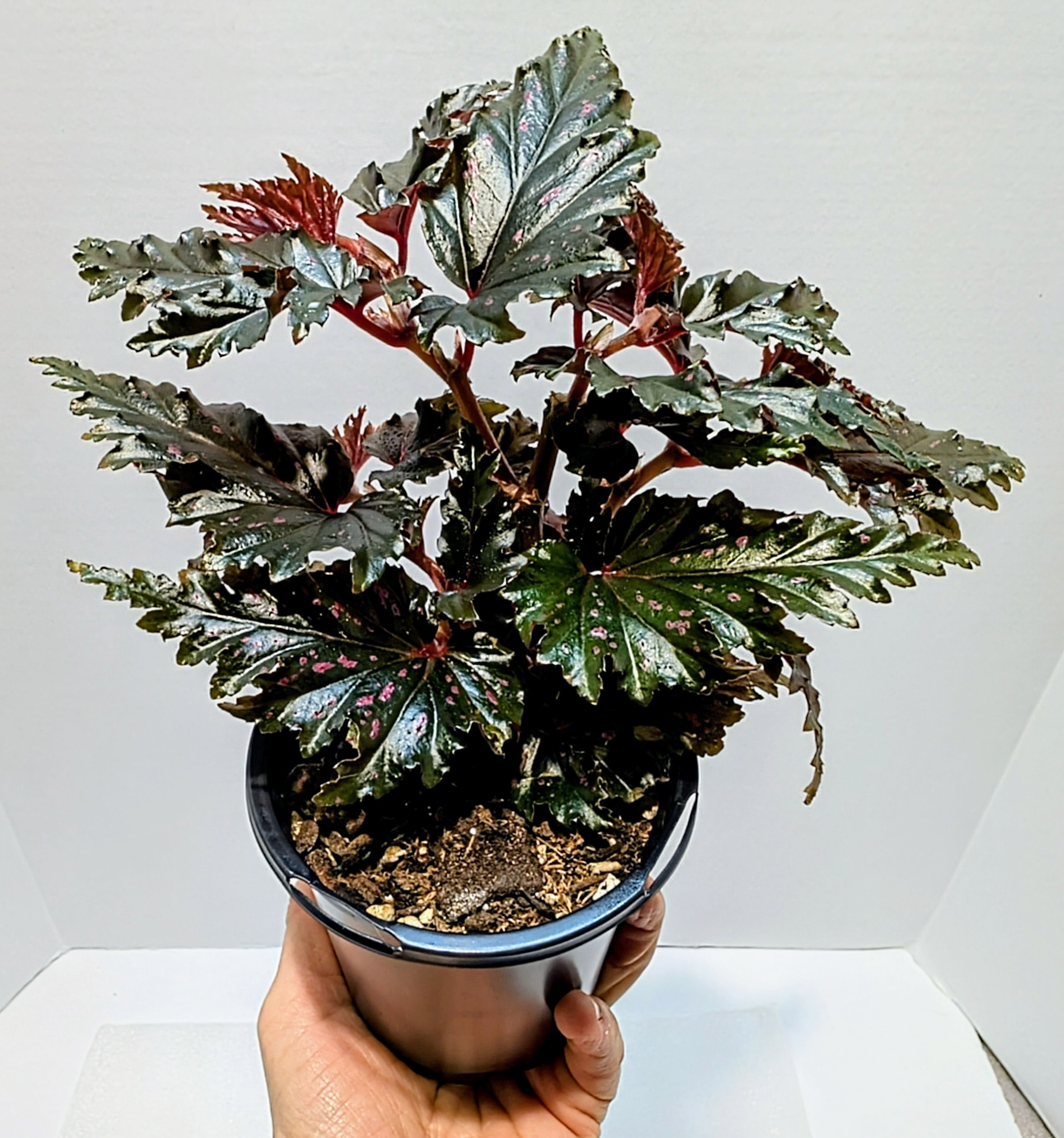 Begonia Jocko Boy is a 2017 Walter Dworkin hybrid. The leaves have pink and silver markings throughout the plant's life. Ruffled edges give this extra flair.