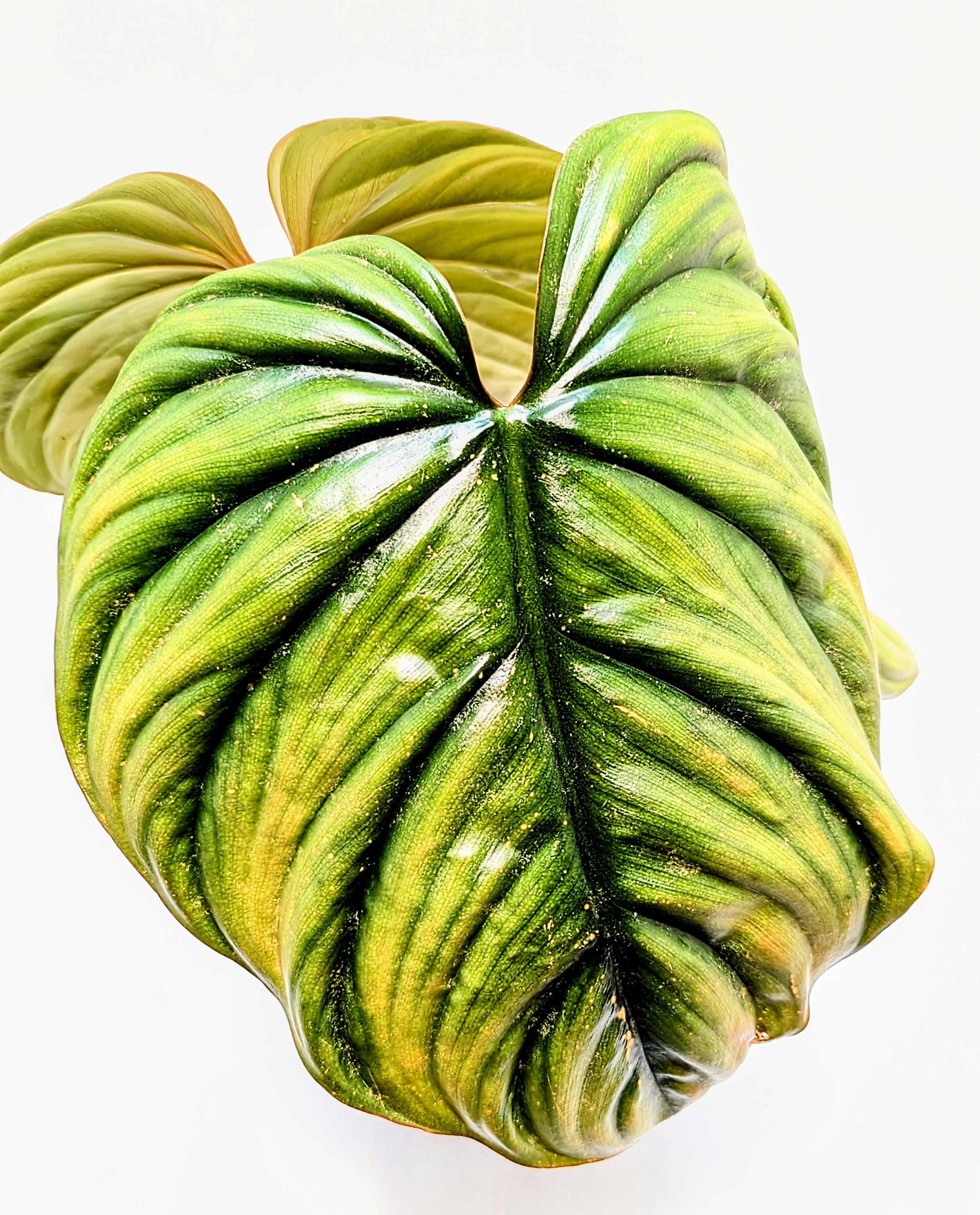 Philodendron sp. 'Colombia' from Colombia where it crawls on the soil surface. Unbelievably tropical, light-green leaves have a quilted texture and a silvery sheen. width.