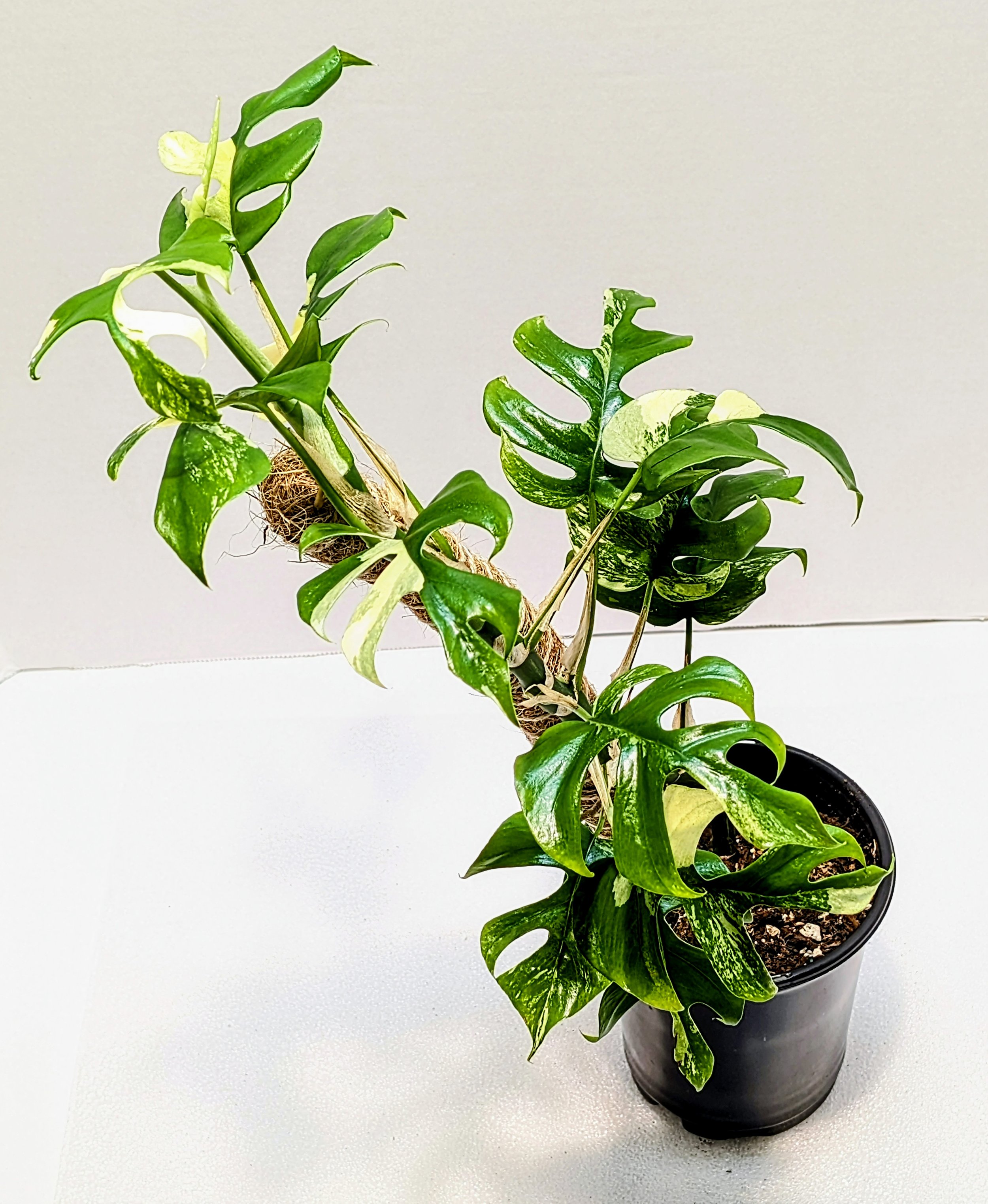 Rhaphidophora tetrasperma variegated is called the Mini Monstera, Monstera minima or Philodendron Ginny. This closely related cousin is an easy and fast grower.