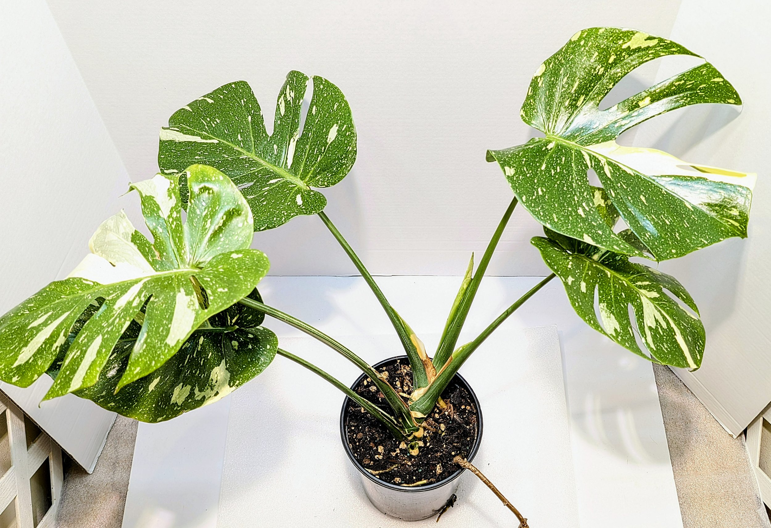 Monstera Thai Constellation very famous Monstera cultivar is a hybrid of Monstera deliciosa and Epipremnum pinnatum. it will still reach 4-5 feet indoors.