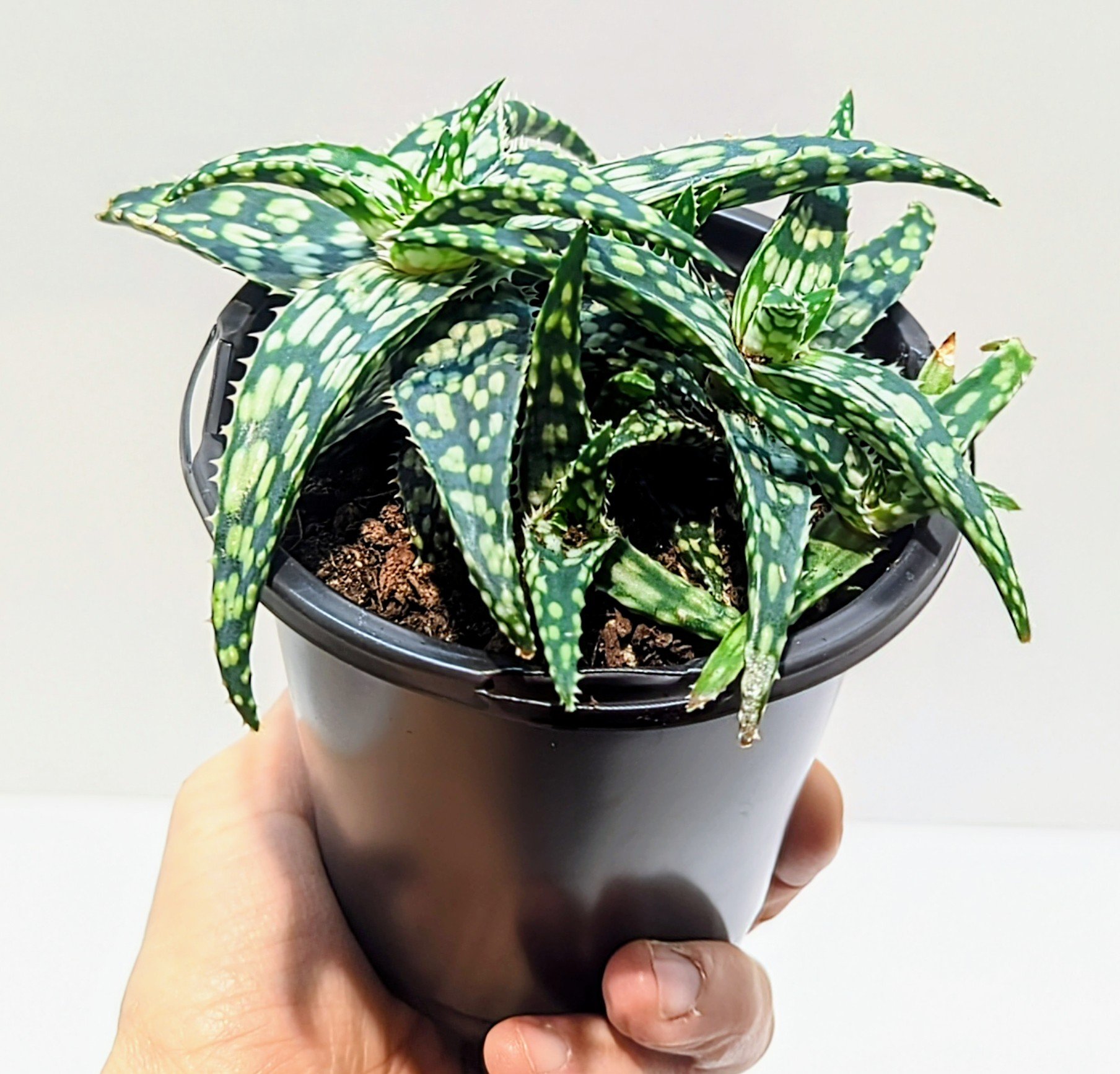Aloe Snowstorm has an amazing pattern and color. Bright orange flowers appear in the summer and attract hummingbirds