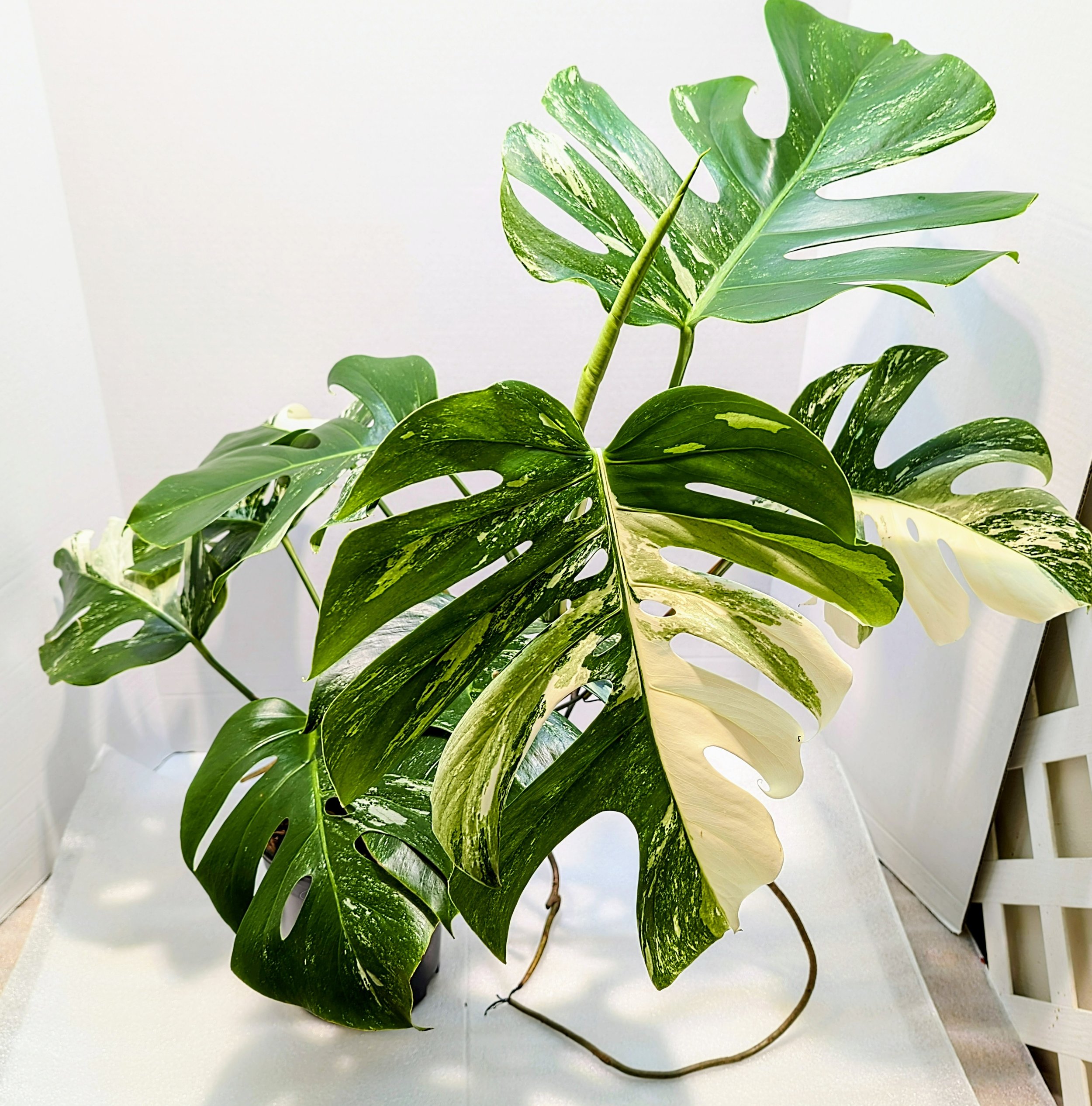 This Monstera deliciosa Albo-Variegata Large Form comes from an extraordinary 20-plus-year-old plant. It will ramble and reach its woody roots in search of an anchor. It's a giant plant!