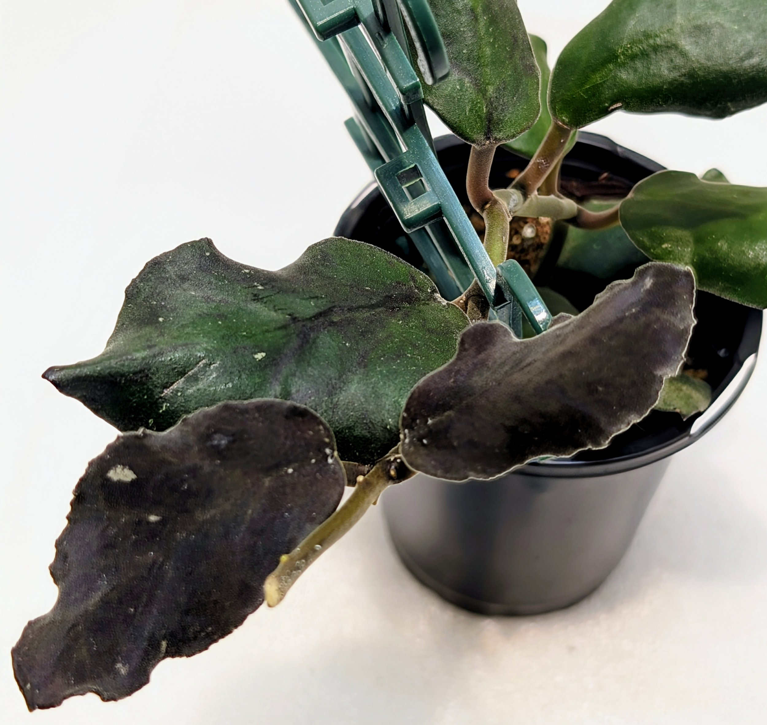 Hoya waymaniae has Thick, wavy leaves take on a reddish hue under bright light. A medium rate grower, Hoya waymaniae matures in 2 to 3 years