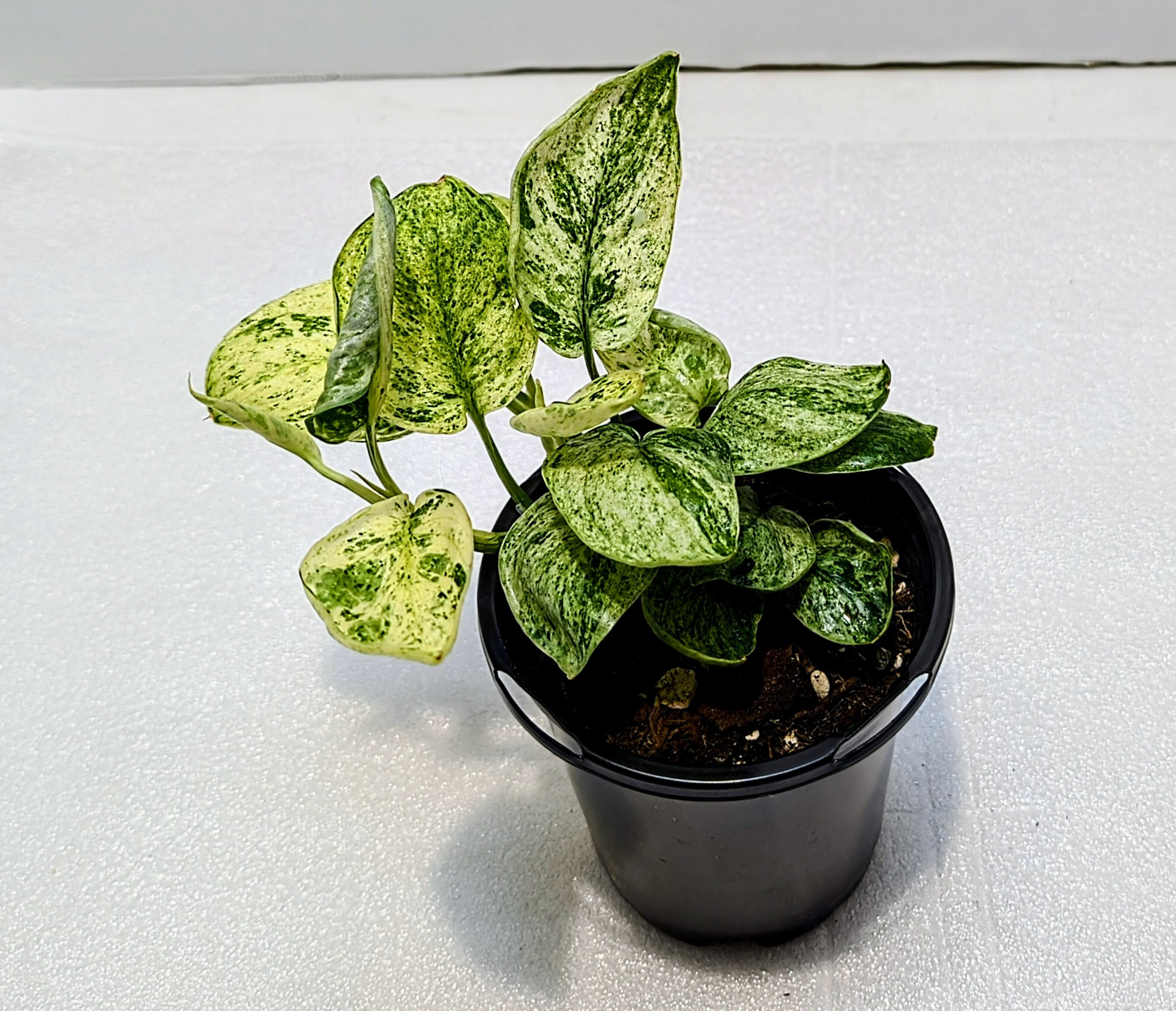 This rare Scindapsus ‘Jade Satin’ Variegated features thick leaves with striking, stable cream and yellow variegation.