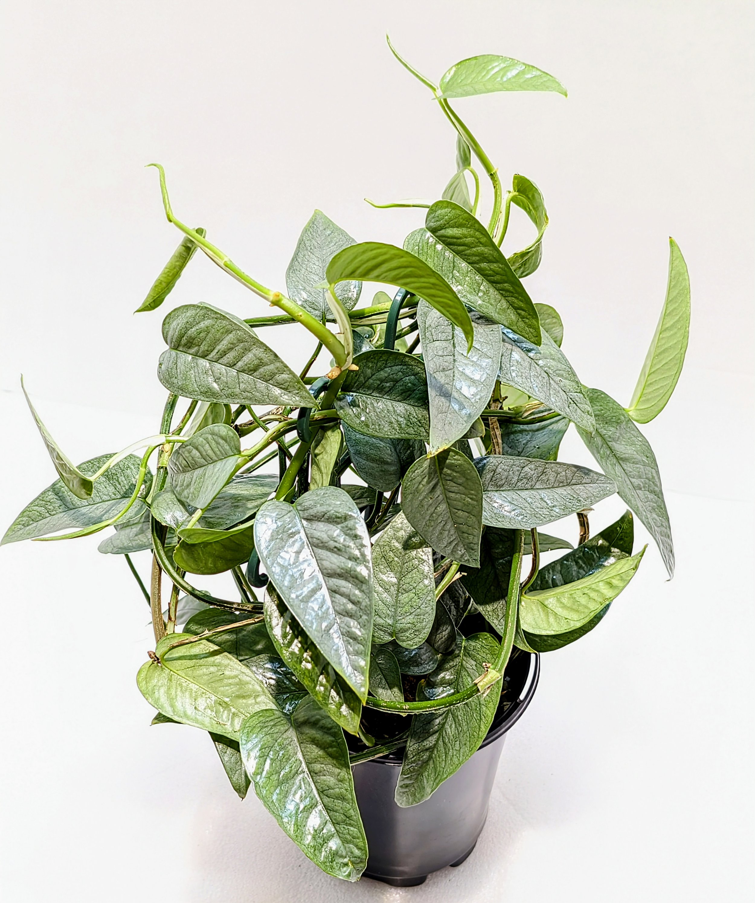 Epipremnum pinnatum Cebu Blue is the juvenile form of this species with sharply pointed leaves and an icy, silver-blue color. Train this plant to a moss pole or trellis