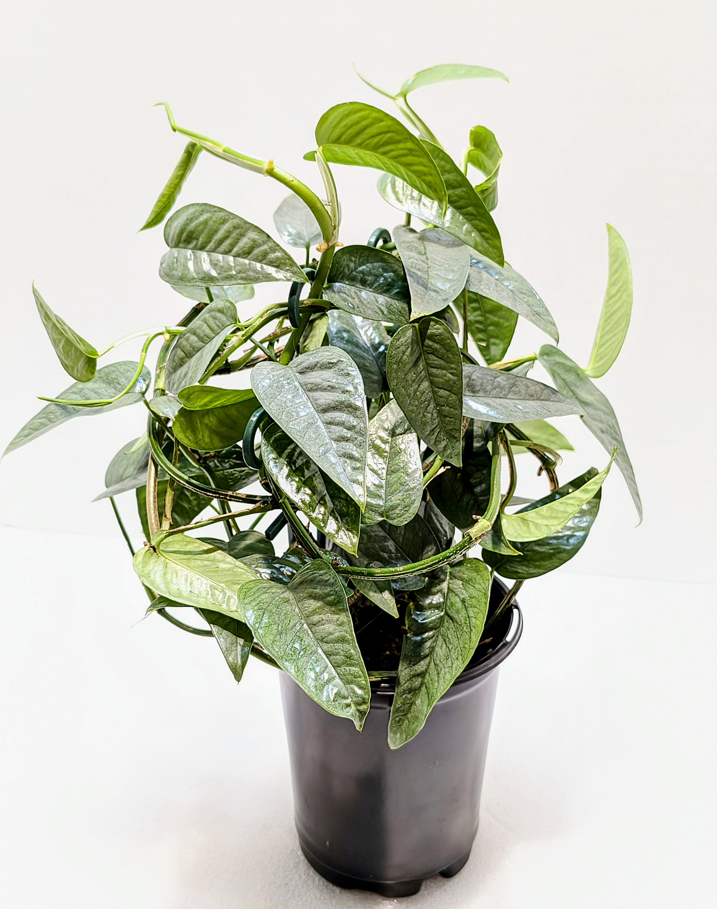 Epipremnum pinnatum Cebu Blue is the juvenile form of this species with sharply pointed leaves and an icy, silver-blue color. Train this plant to a moss pole or trellis