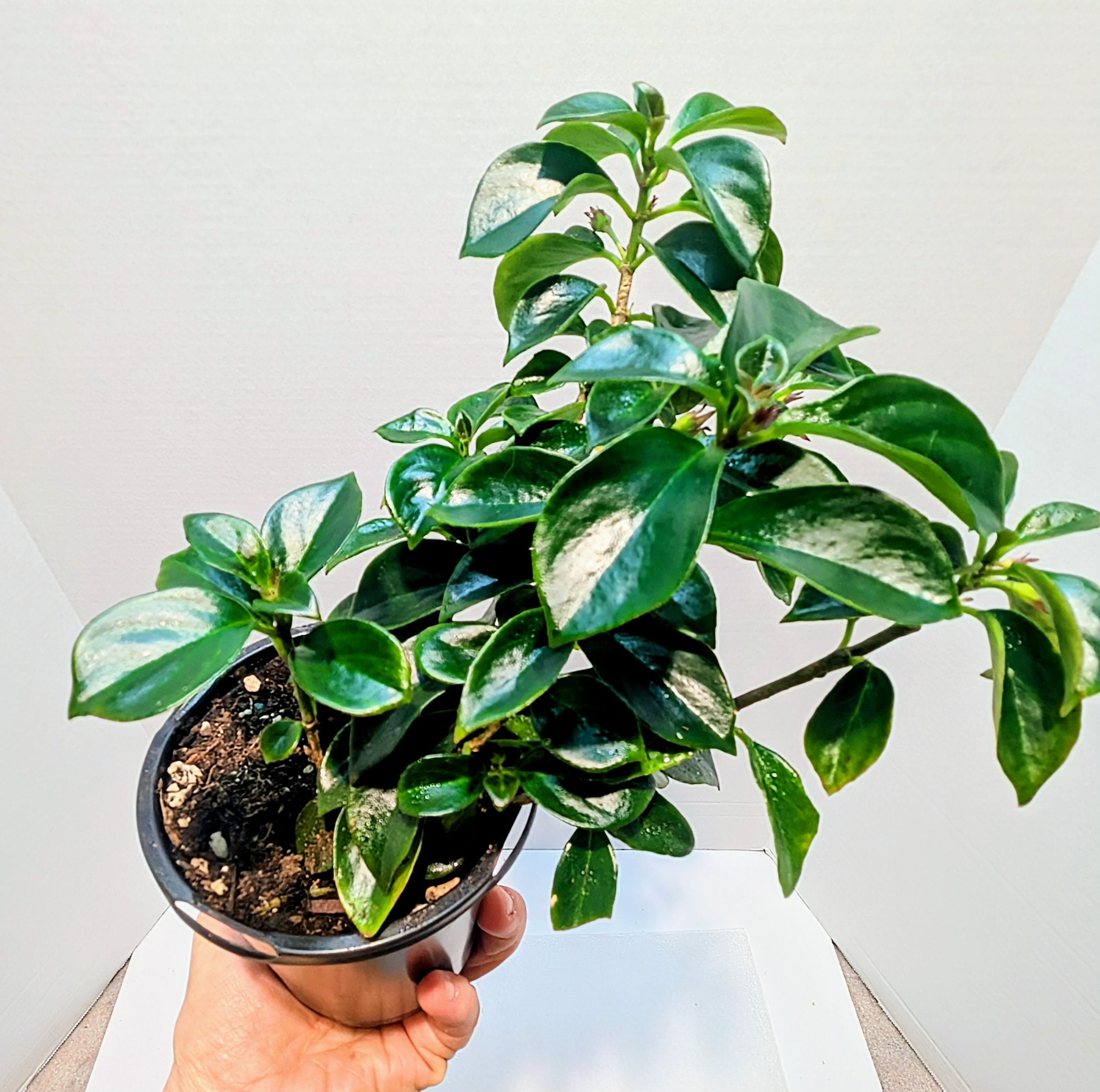 Nematanthus Lemon Lime is a perfect plant to add sunny, yellow blooms to any room. Vines can extend three feet and the tiny goldfish flowers are prolific.