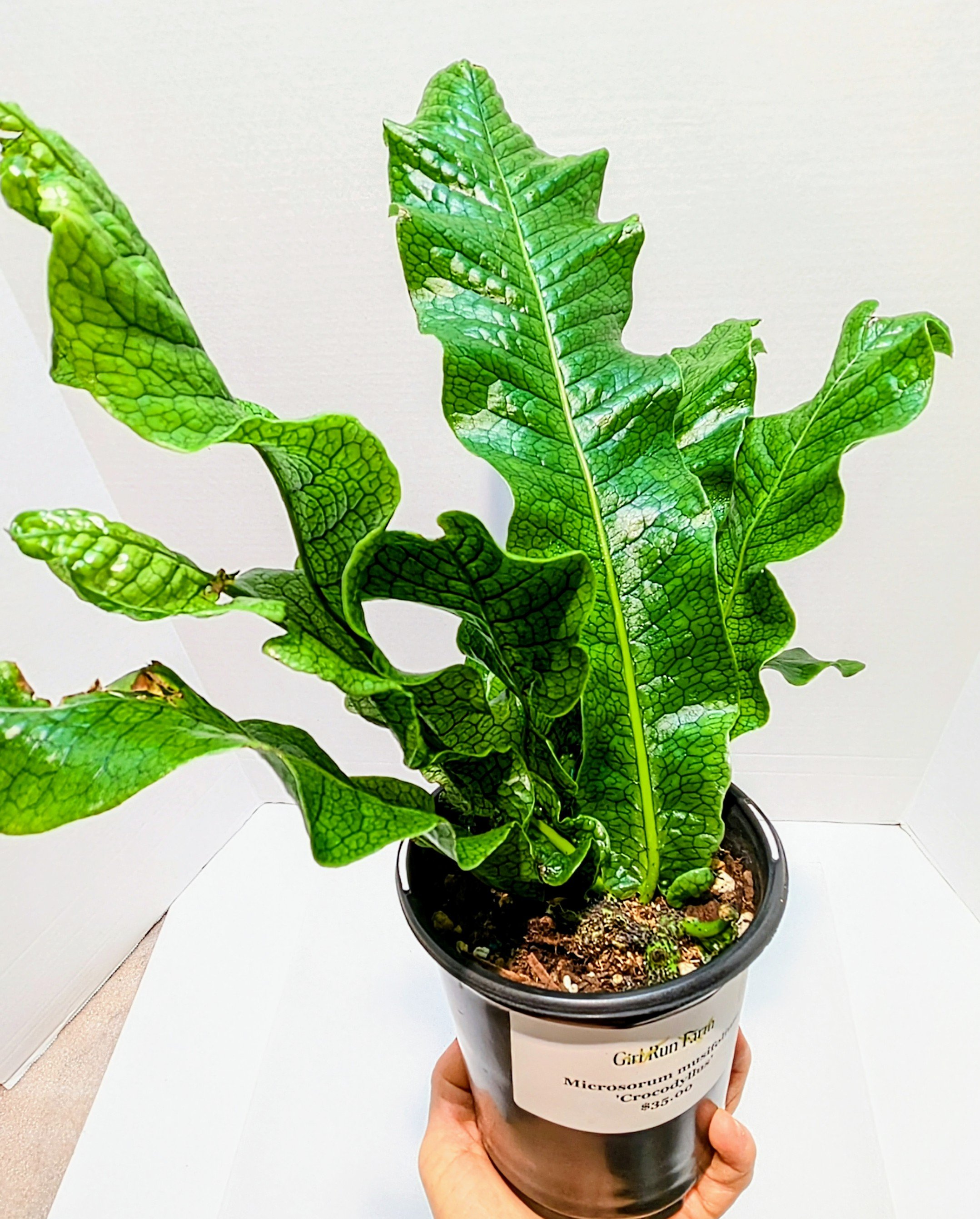 Microsorum musifolium Crocodyllus Crocodile Fern is a tropical fern. Gorgeous, glossy fronds are upright with the texture of crocodile skin.