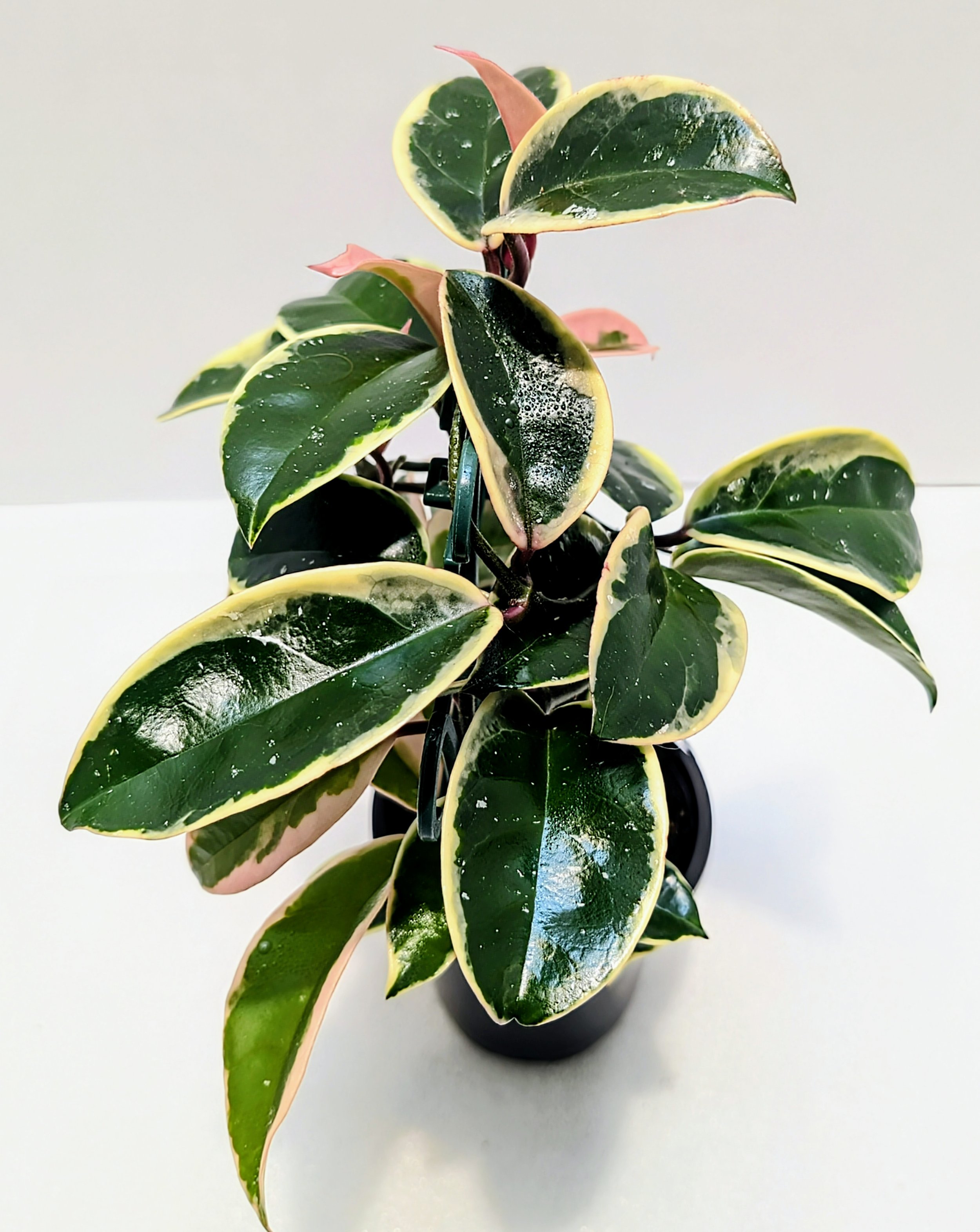 Hoya Krimson Queen is a vigorous and beautifully marked Hoya prized for its luscious new pink leaves that mature to a very white leaf edge.