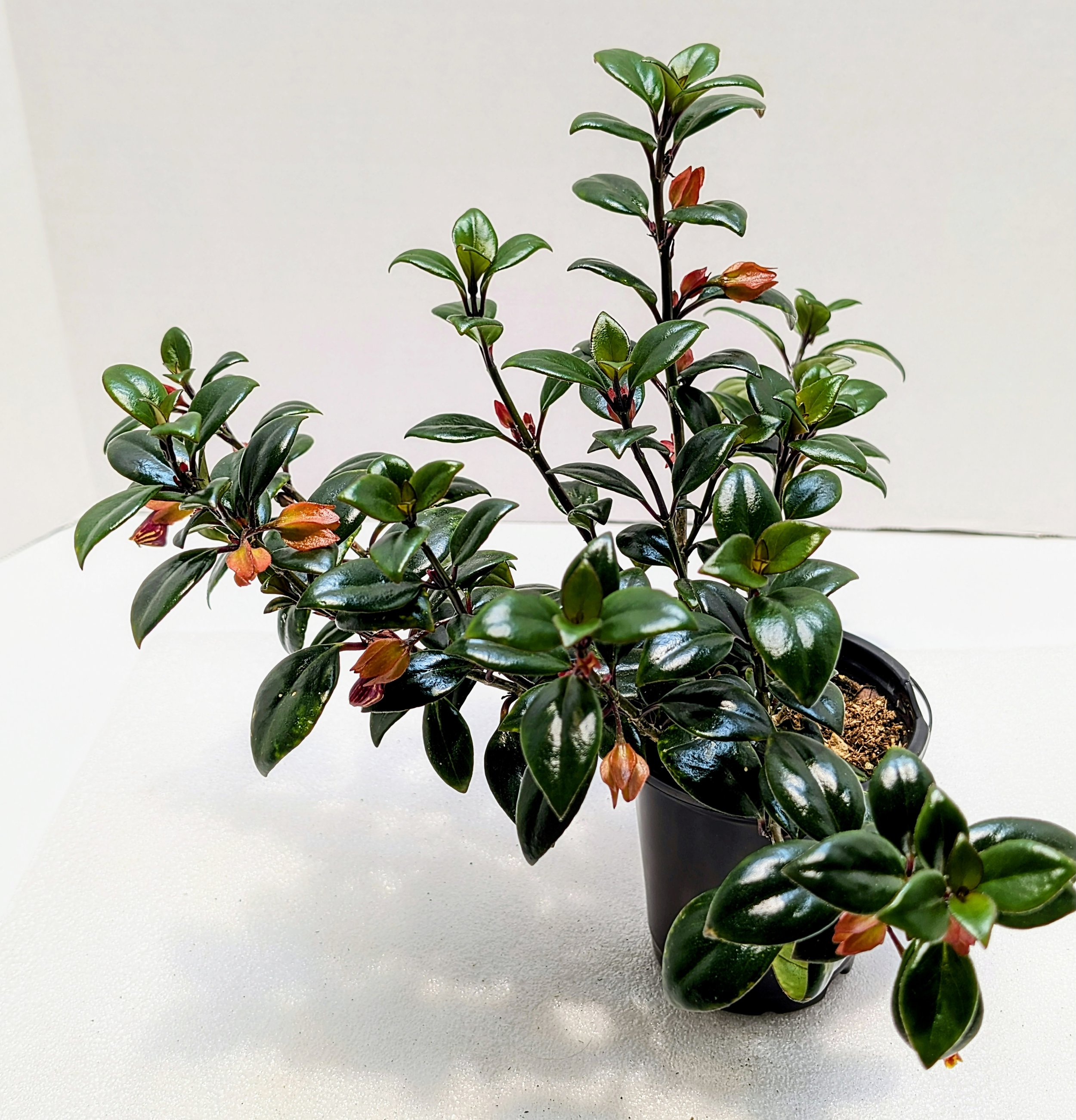 Nematanthus Tropicana has a lovely, full habit with lush, dark, and shiny leaves. Its golden yellow pouch-shaped flowers are striped or mottled with maroon.