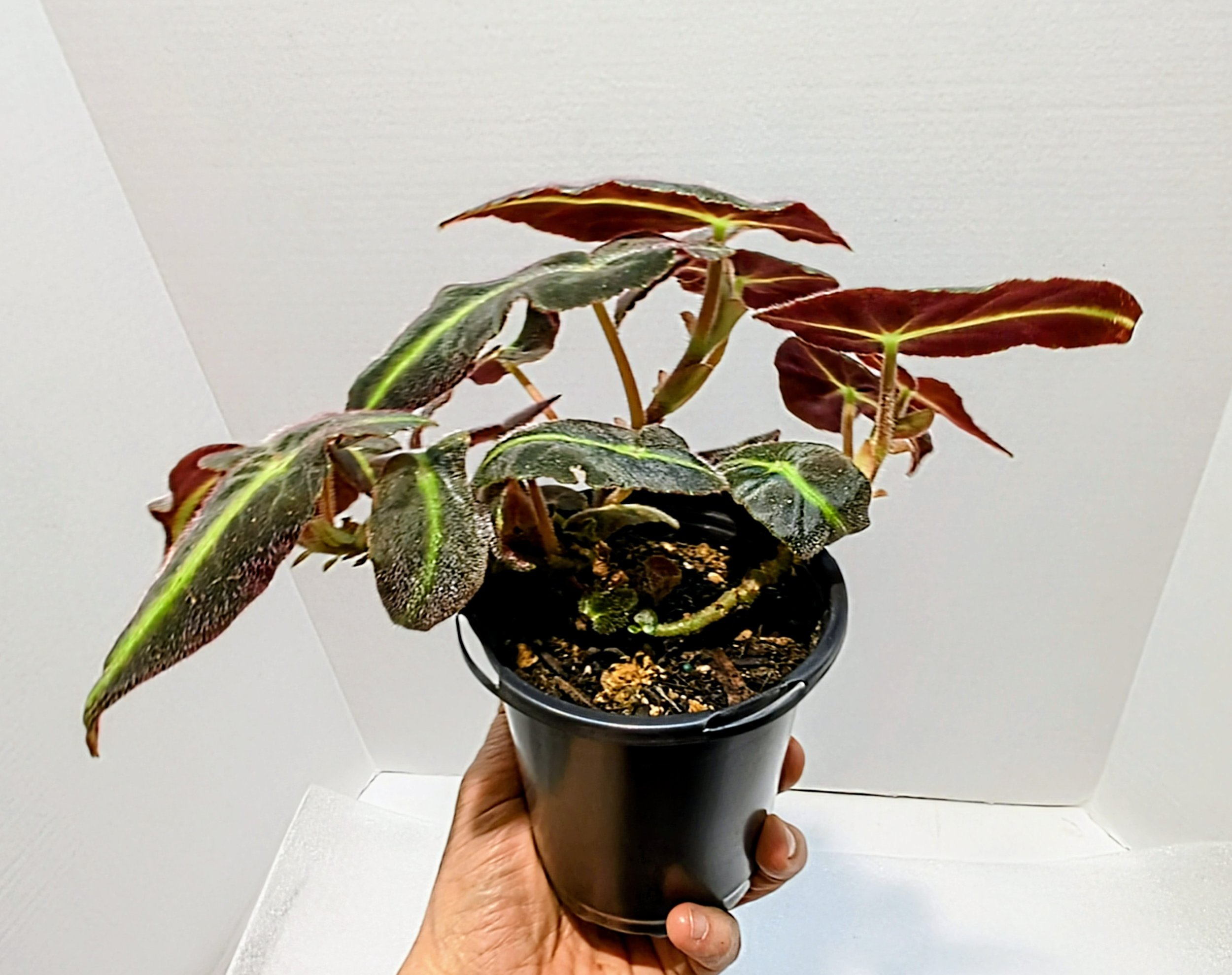 Begonia llistada has velvety leaves with a neon green stripe down the middle! The Striped Begonia is native to Brazil.