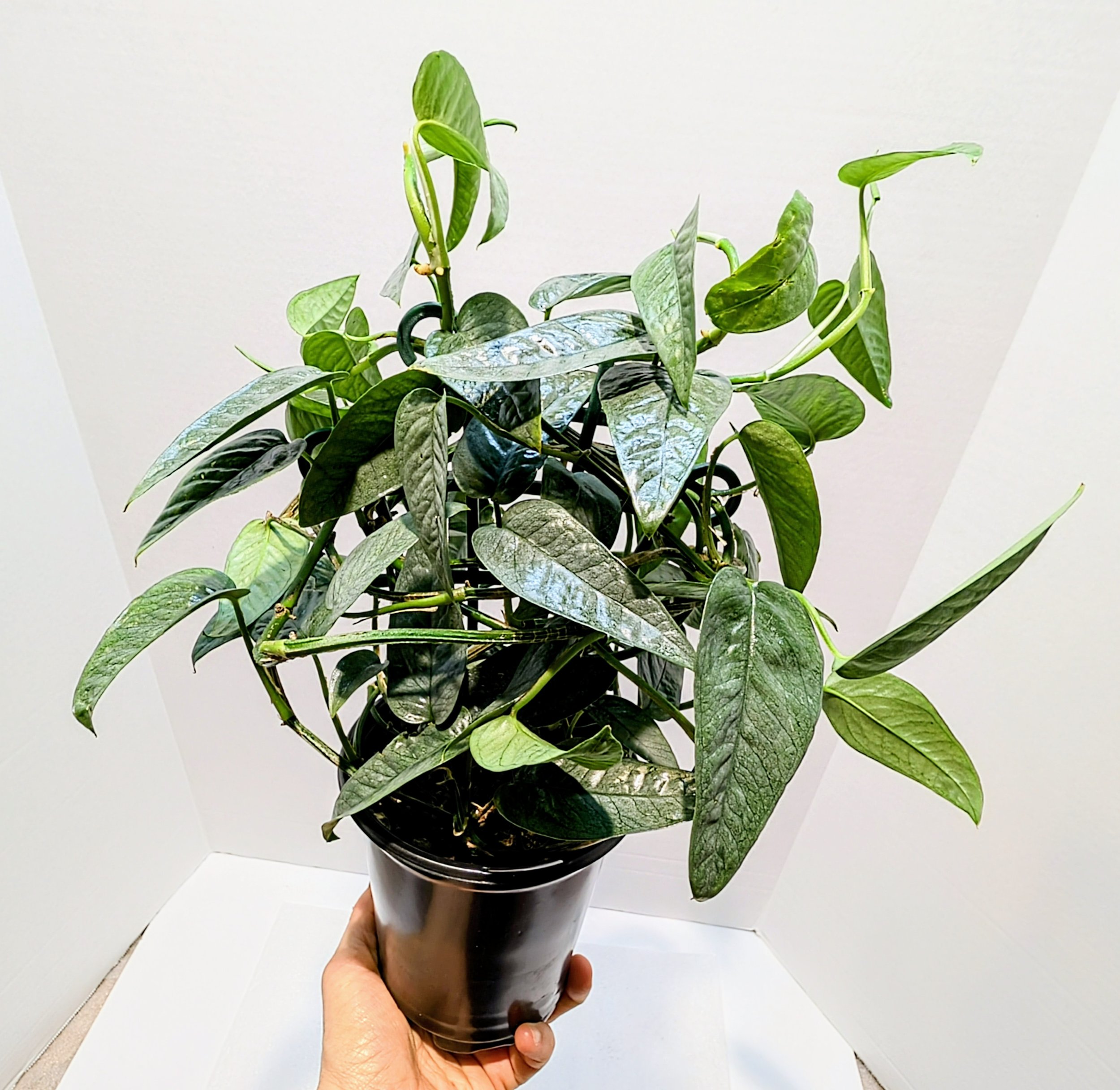 Epipremnum pinnatum Cebu Blue is the juvenile form of this species with sharply pointed leaves and an icy, silver-blue color. Train this plant to a moss pole or trellis