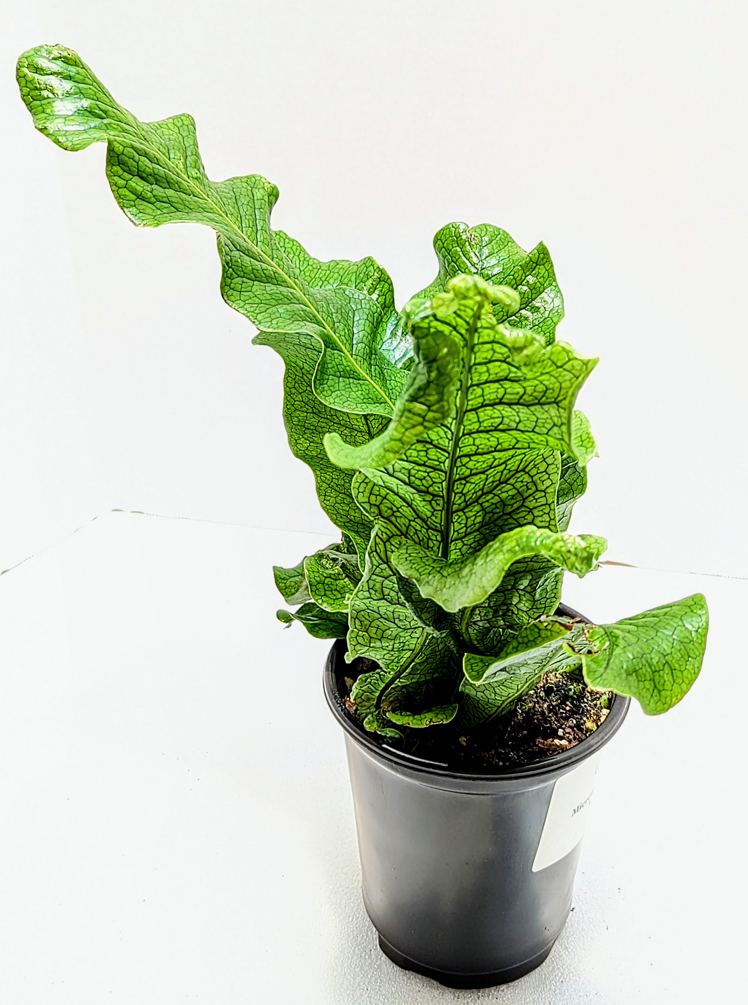 Microsorum musifolium Crocodyllus Crocodile Fern is a tropical fern. Gorgeous, glossy fronds are upright with the texture of crocodile skin.