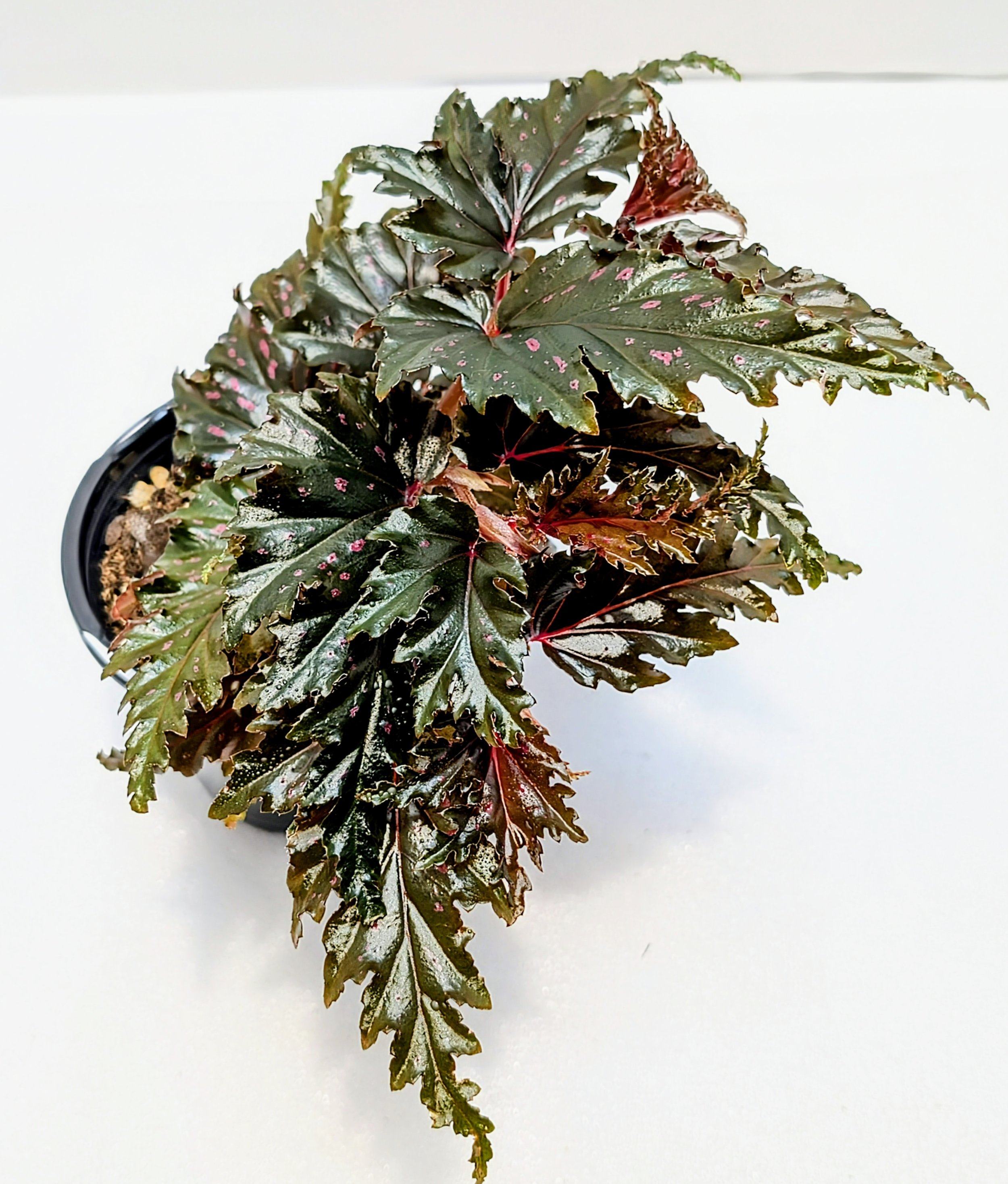 Begonia Jocko Boy is a 2017 Walter Dworkin hybrid. The leaves have pink and silver markings throughout the plant's life. Ruffled edges give this extra flair.