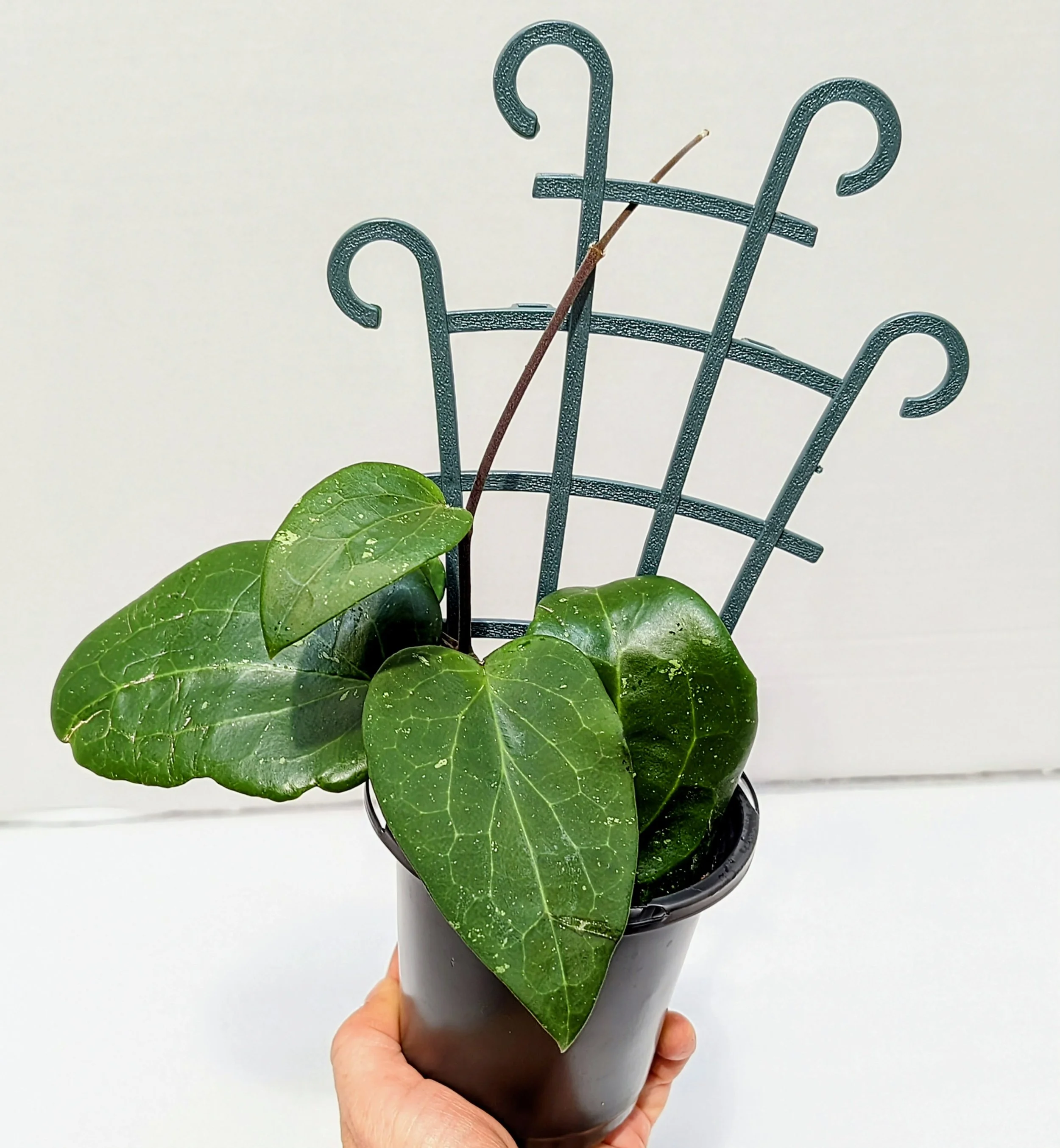 Hoya glabra is a rare tropical beauty prized for its glossy, thick green leaves and fragrant umbels of pale star-shaped blooms.