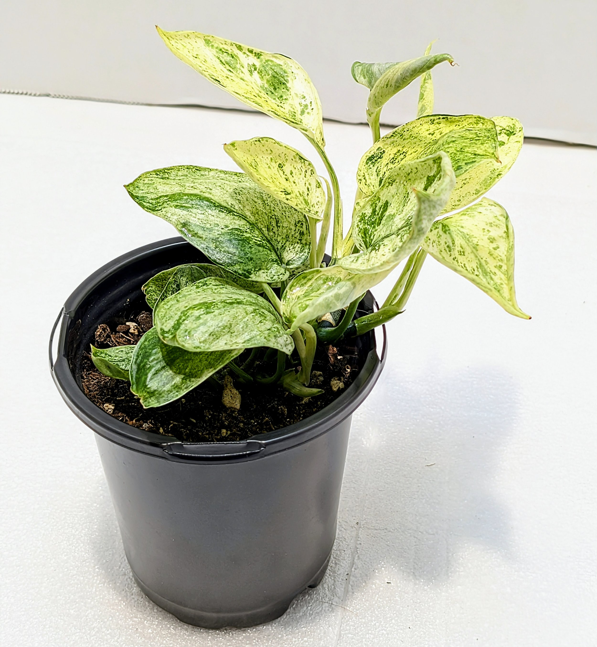 This rare Scindapsus ‘Jade Satin’ Variegated features thick leaves with striking, stable cream and yellow variegation.