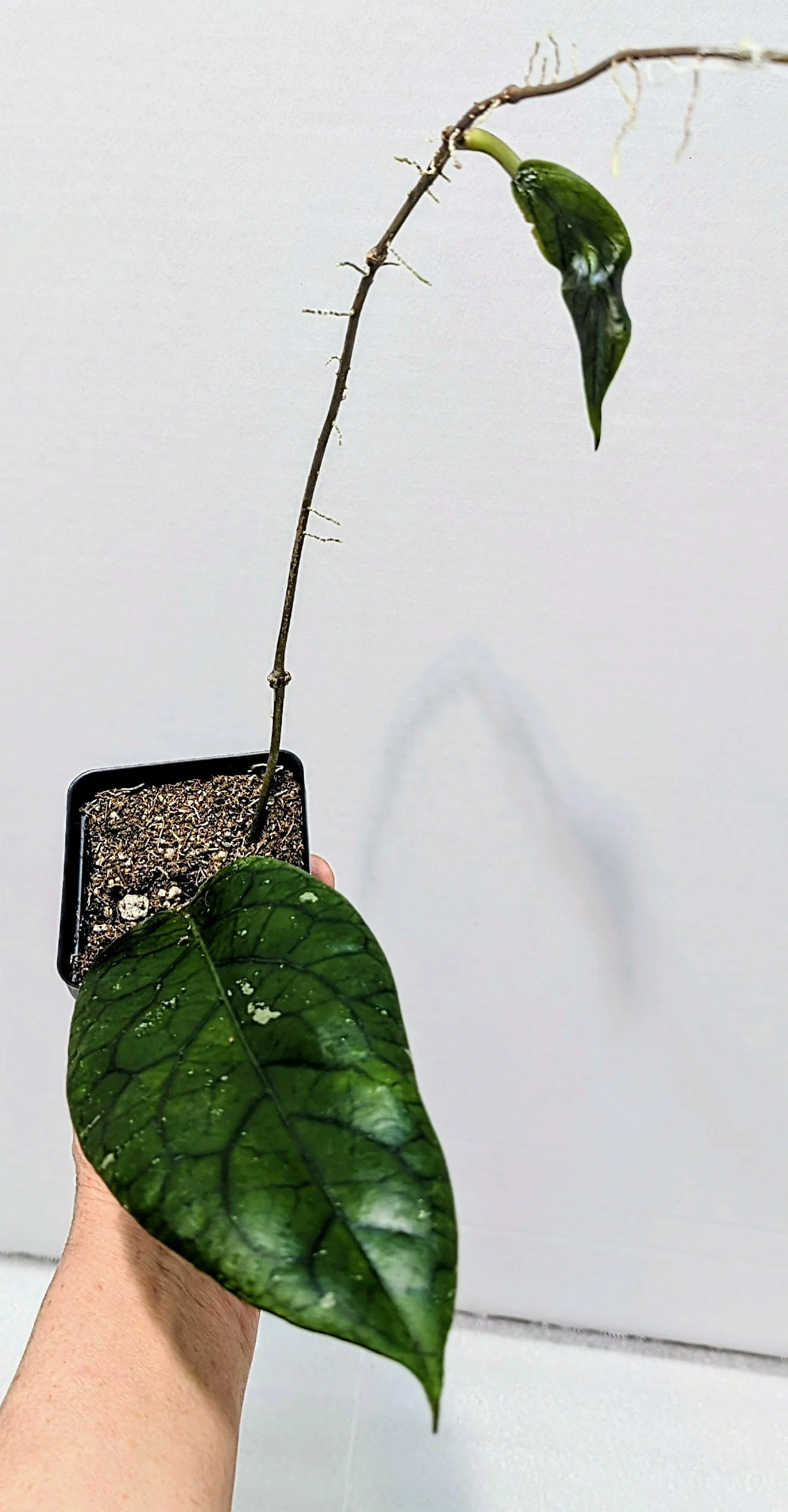 Hoya vitellinoides, a stunning species known for its velvety foliage, vibrant veining, and vigorous climbing habit.