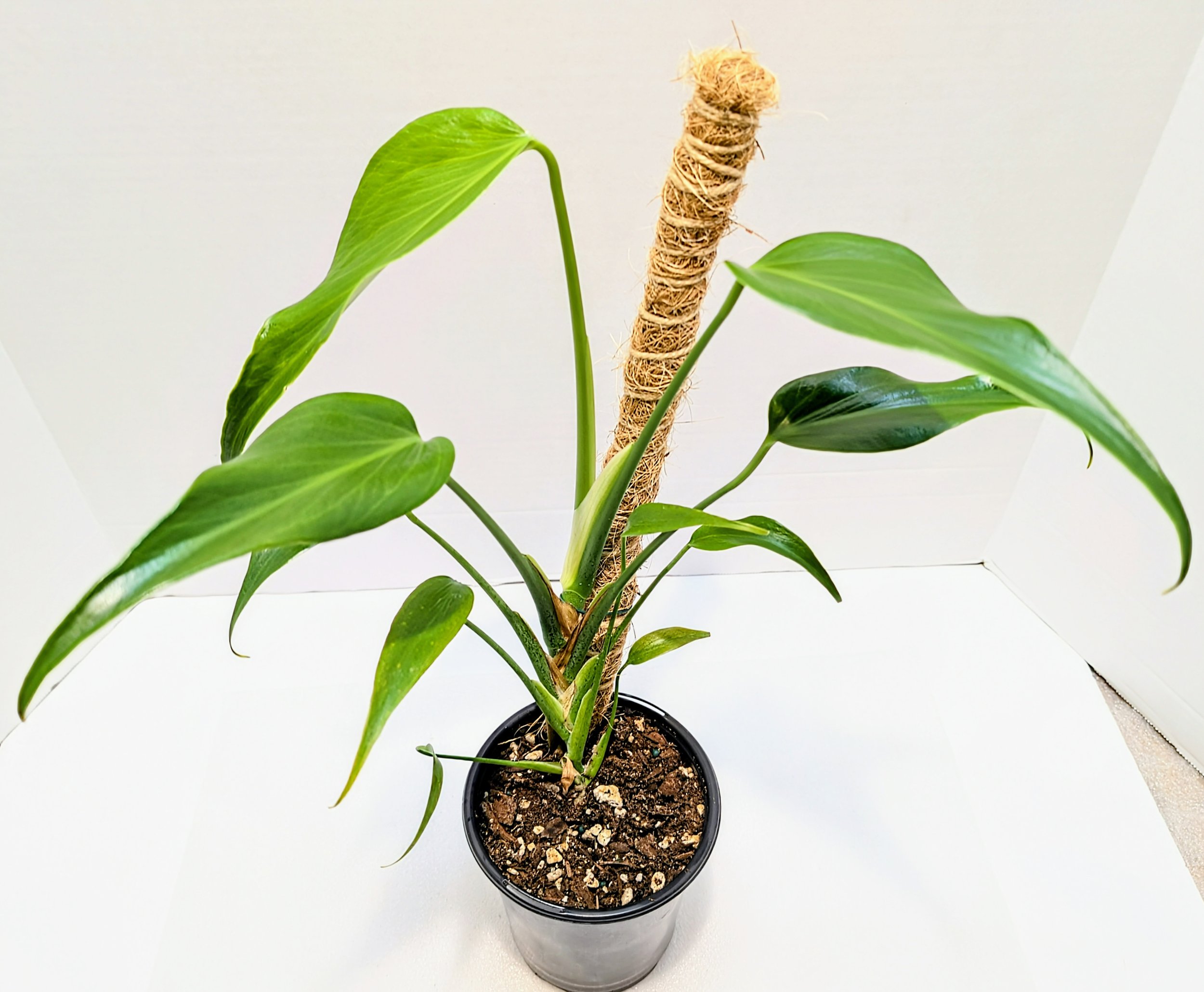 The Monstera 'Burle Marx Flame' is native to Central and South America. The juvenile leaves resemble a flaming torch. This species loves to climb!
