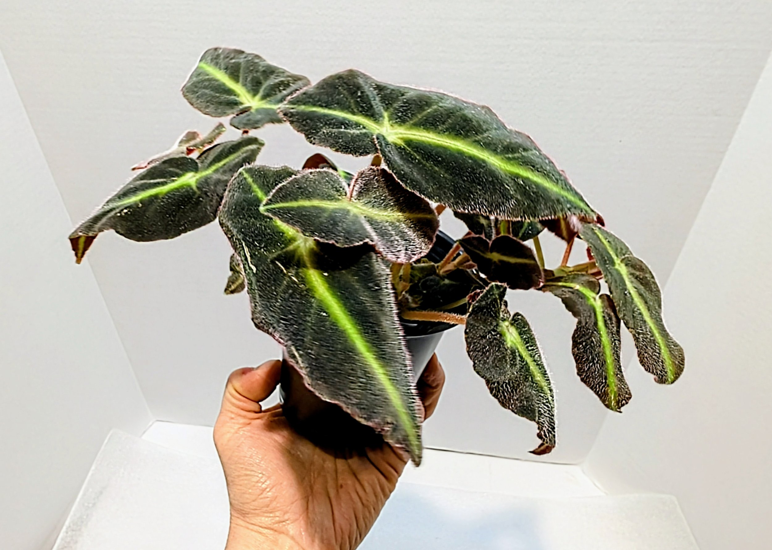 Begonia llistada has velvety leaves with a neon green stripe down the middle! The Striped Begonia is native to Brazil.