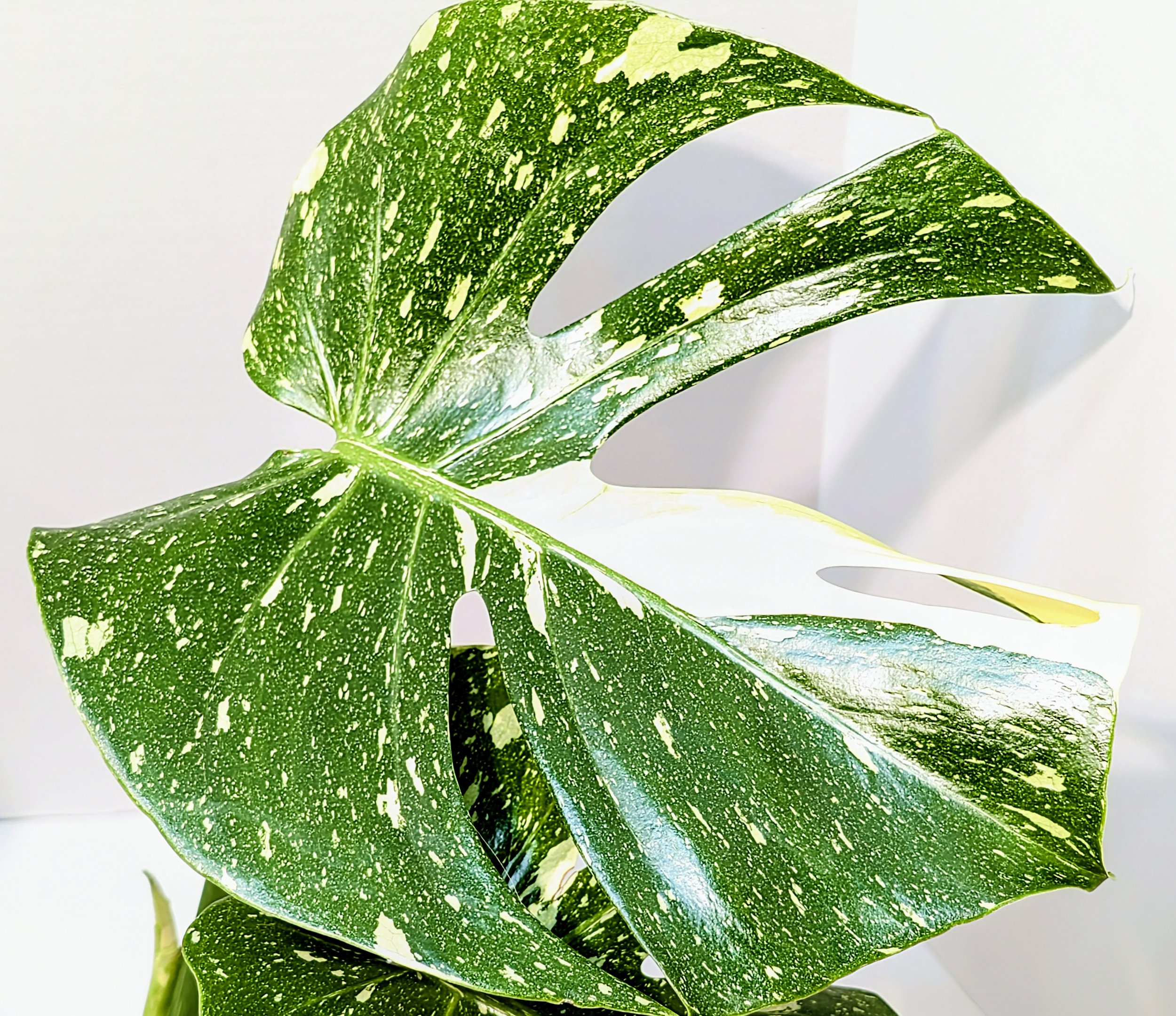 Monstera Thai Constellation very famous Monstera cultivar is a hybrid of Monstera deliciosa and Epipremnum pinnatum. it will still reach 4-5 feet indoors.