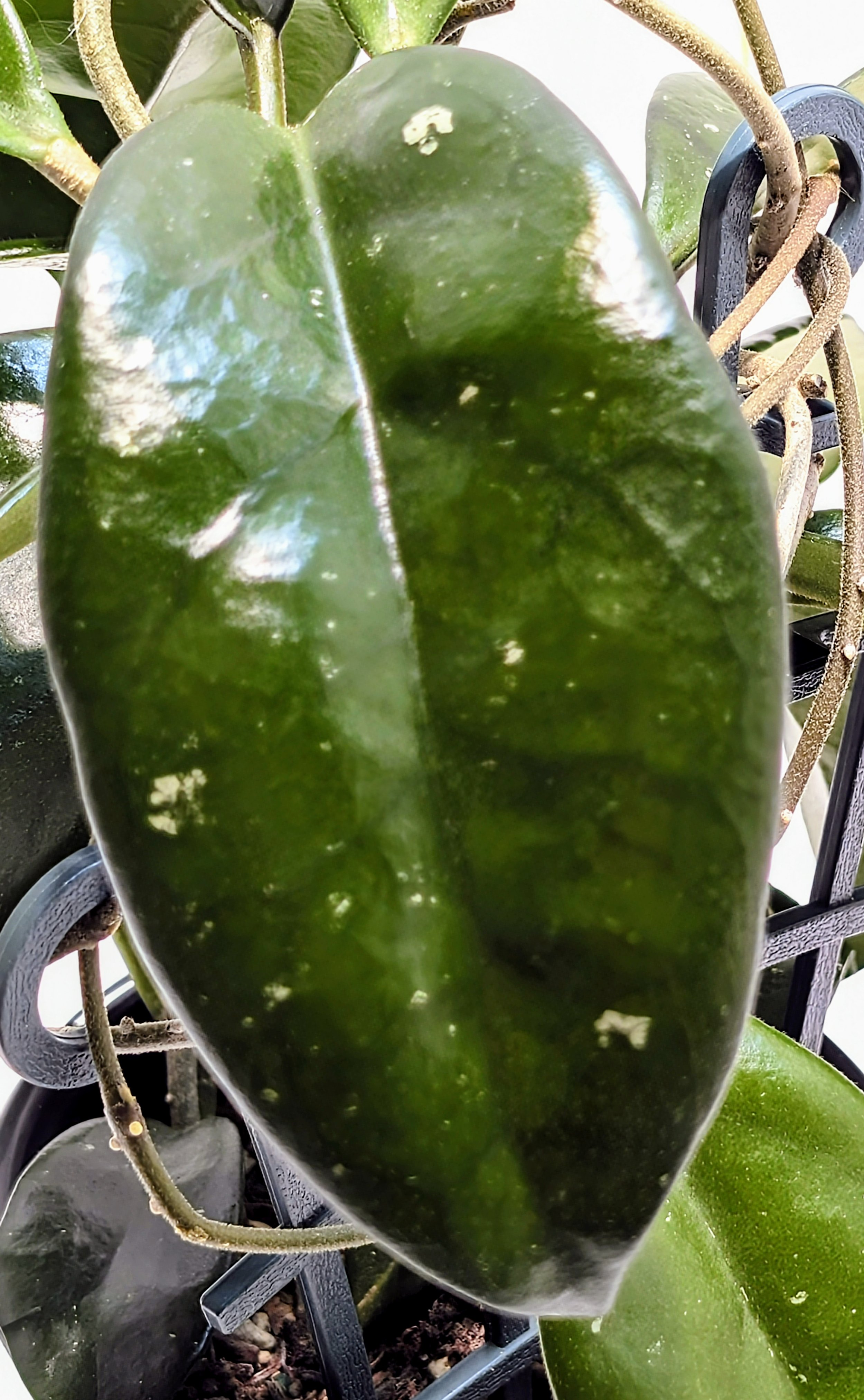 Hoya skinneriana Dee's Big One leaves that grow in pairs, and the vines twine. It produces huge, softball-sized clusters of pink flowers with red centers.