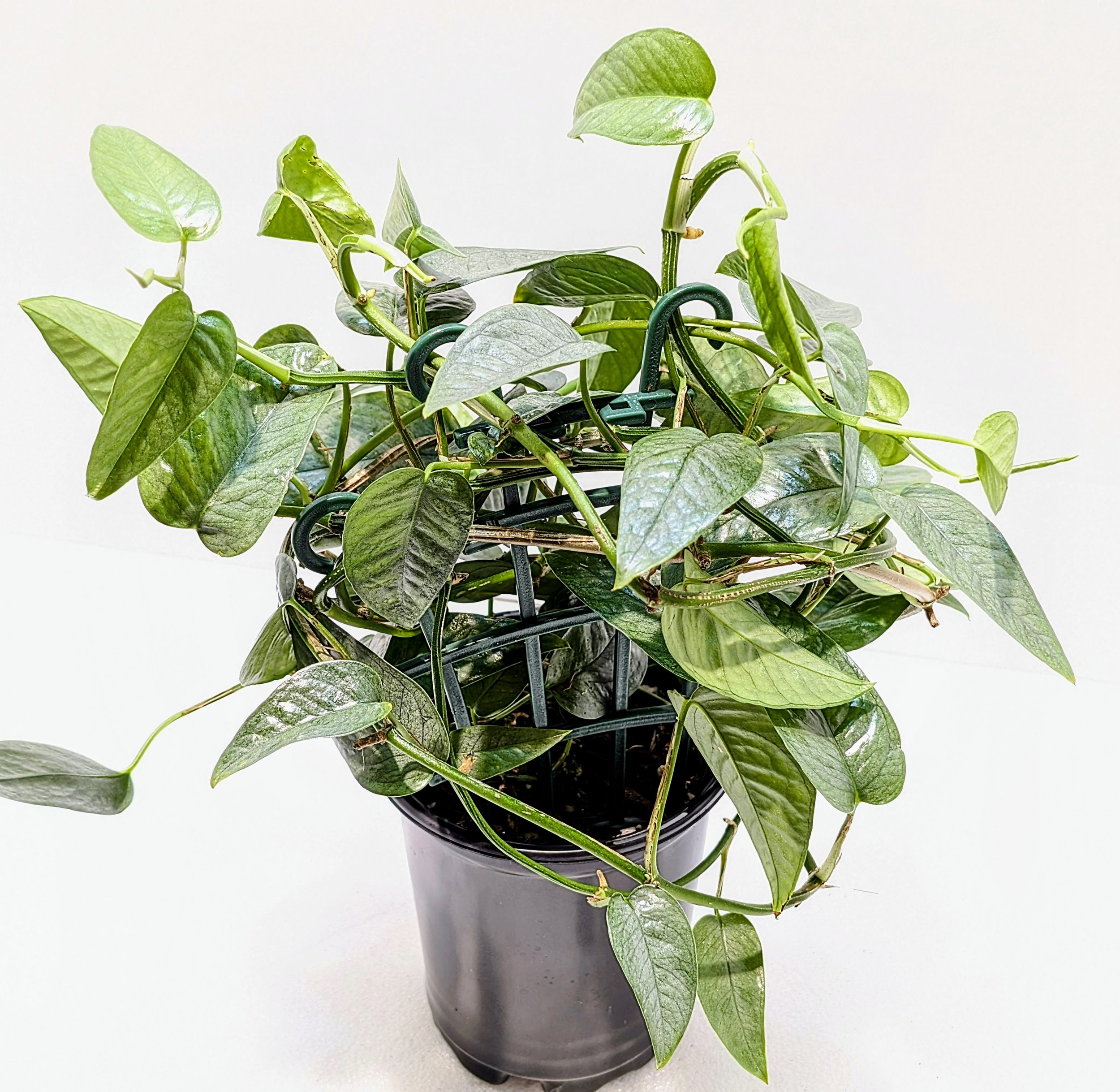 Epipremnum pinnatum Cebu Blue is the juvenile form of this species with sharply pointed leaves and an icy, silver-blue color. Train this plant to a moss pole or trellis