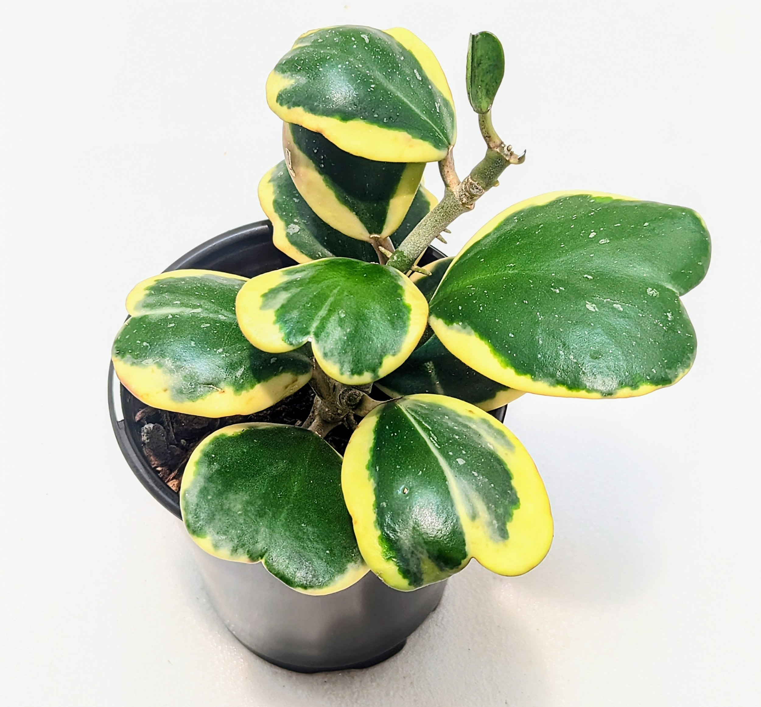 Hoya kerrii Variegated has thick, heart-shaped leaves with a wide cream border. This Hoya grows slowly and can be shaped to wrap around a trellis or trained to climb.