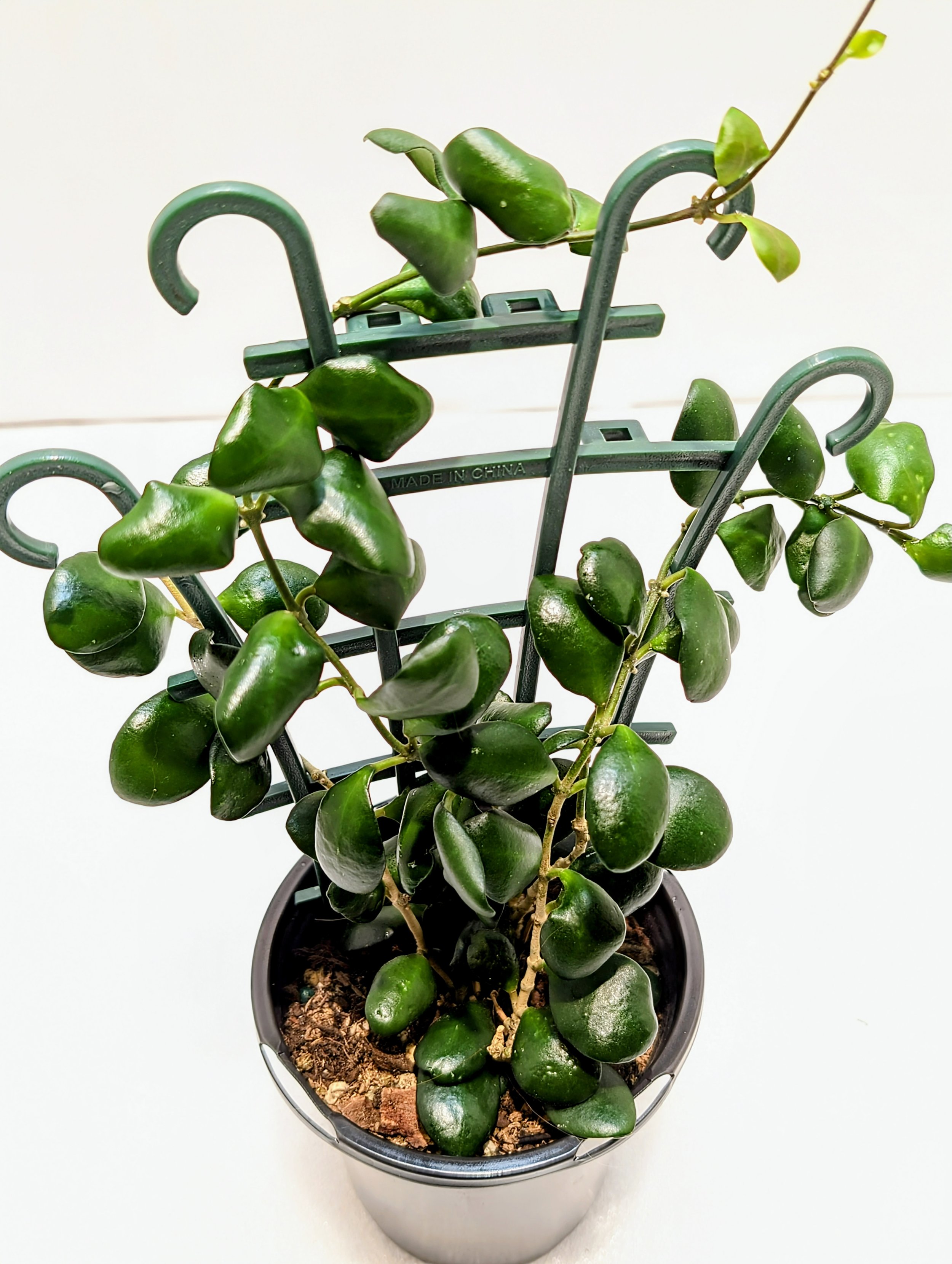 Hoya heuschkeliana yellow is vigorous with a vining habit, the small, round leaves. Produces small clusters of yellow flowers that smell like butterscotch candies.