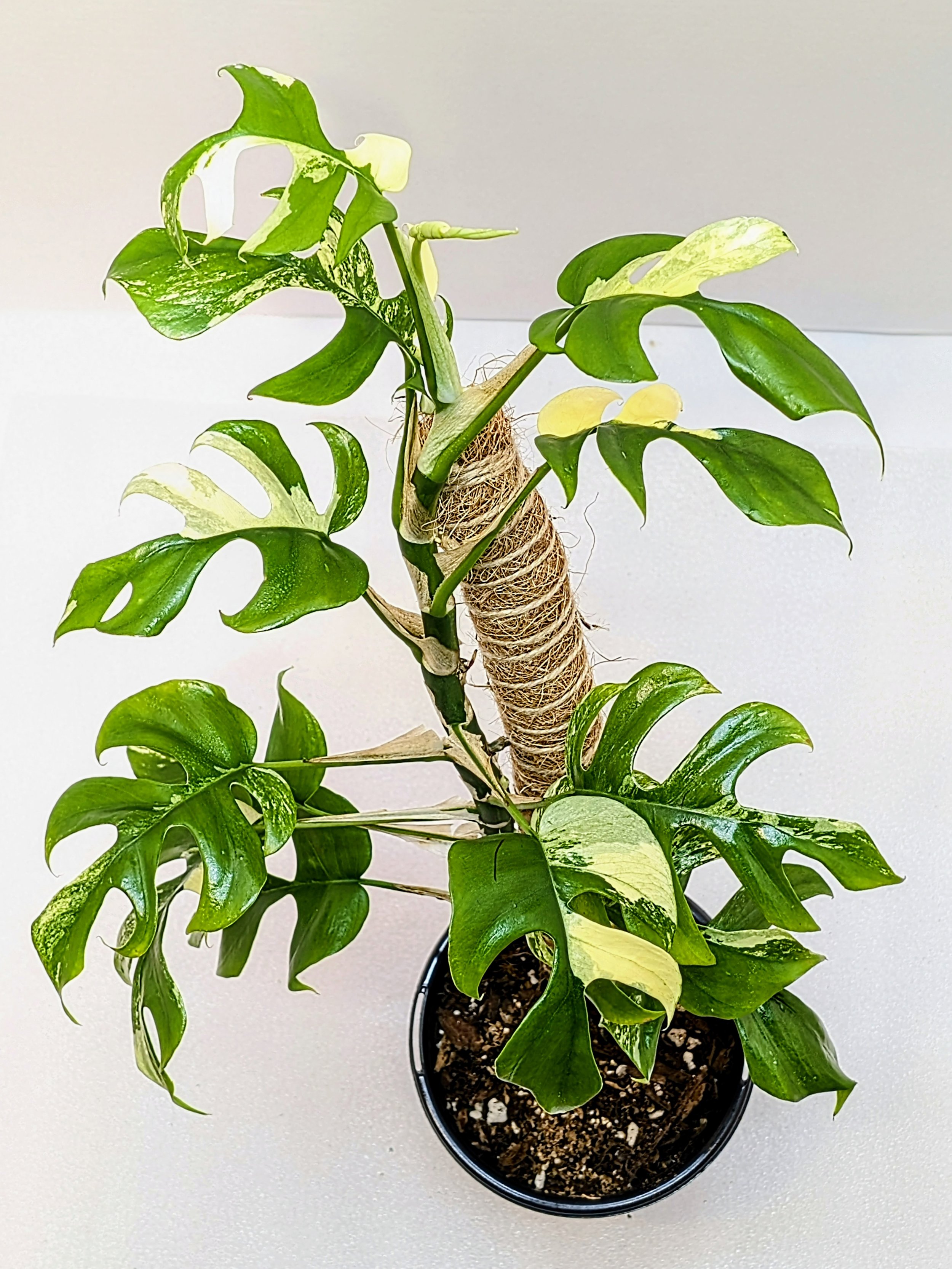 Rhaphidophora tetrasperma variegated is called the Mini Monstera, Monstera minima or Philodendron Ginny. This closely related cousin is an easy and fast grower.